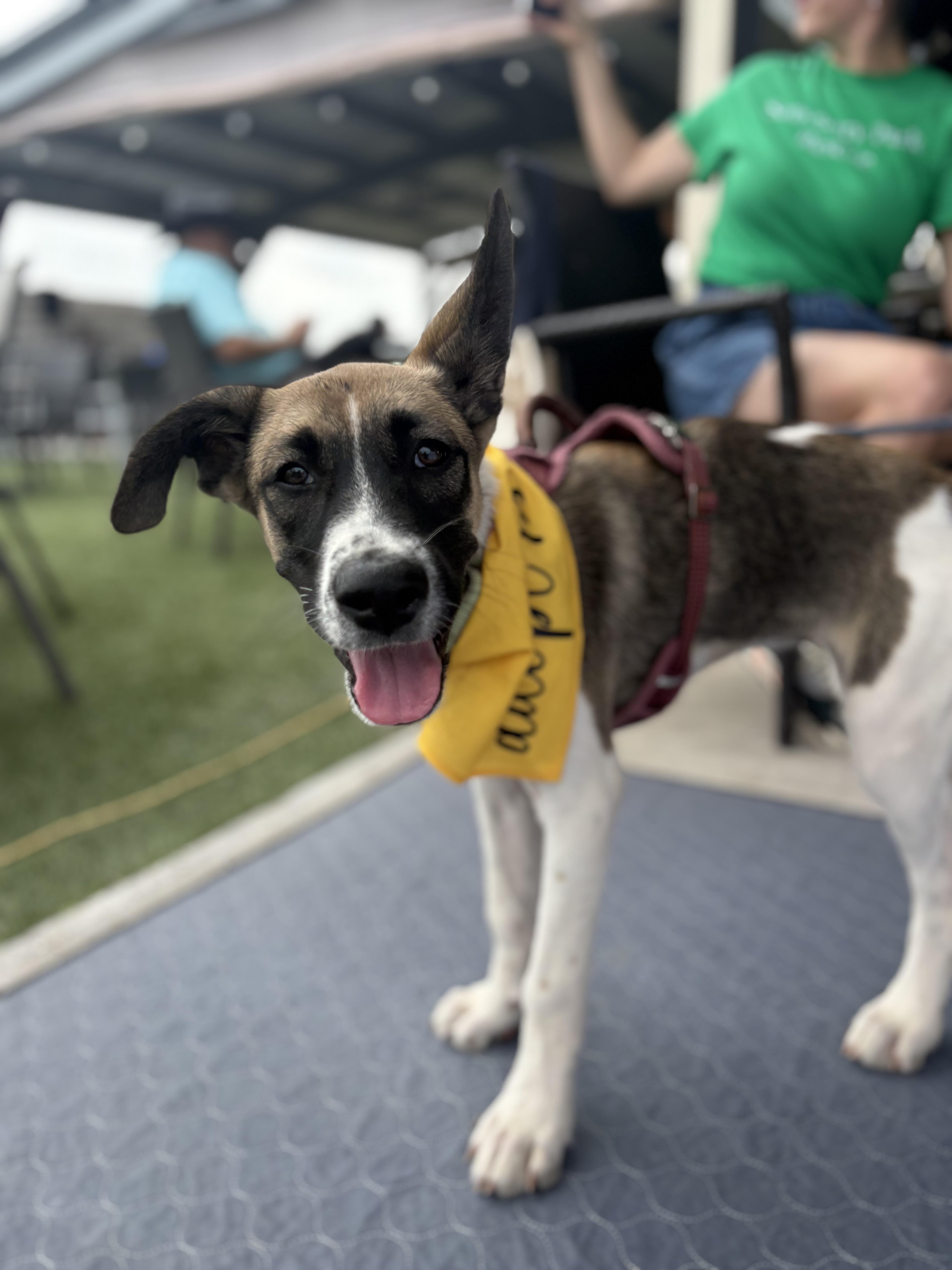 Enlarge Lucy, a Adoptable mixed breed in Brownsville, TX image 5/5
