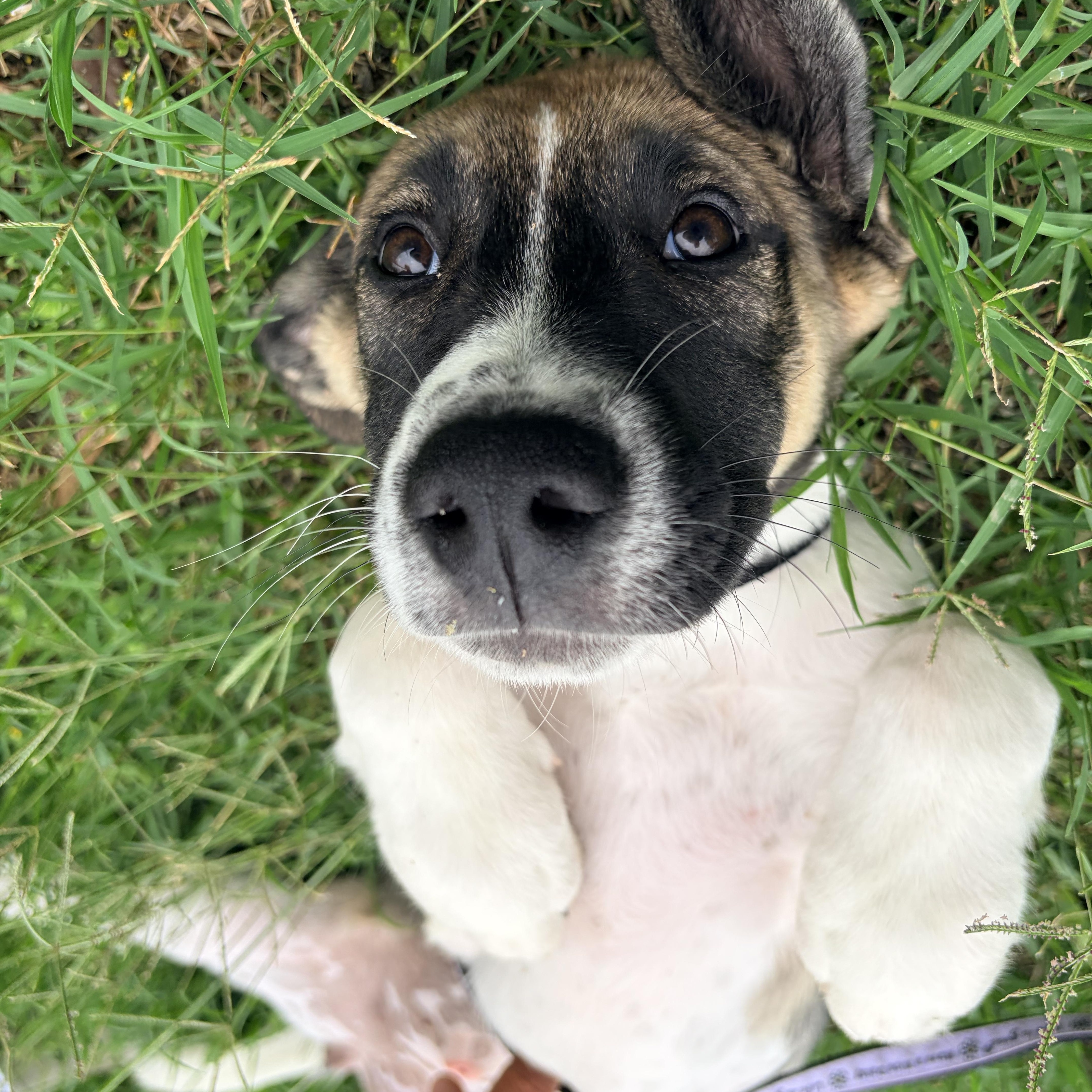 Enlarge Lucy, a Adoptable mixed breed in Brownsville, TX image 4/5