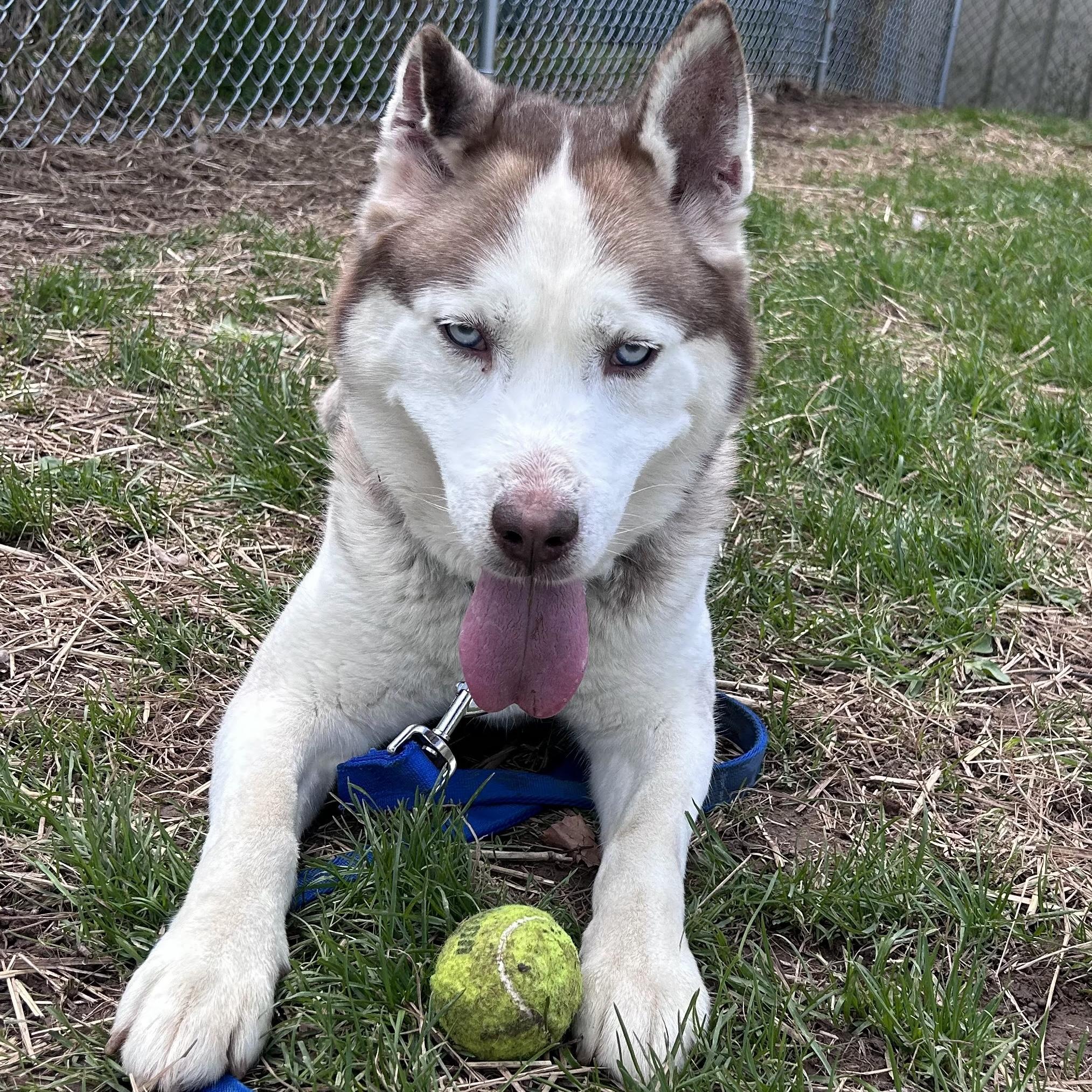 Nordic, an adopted Siberian Husky in Syracuse, NY image 1/2