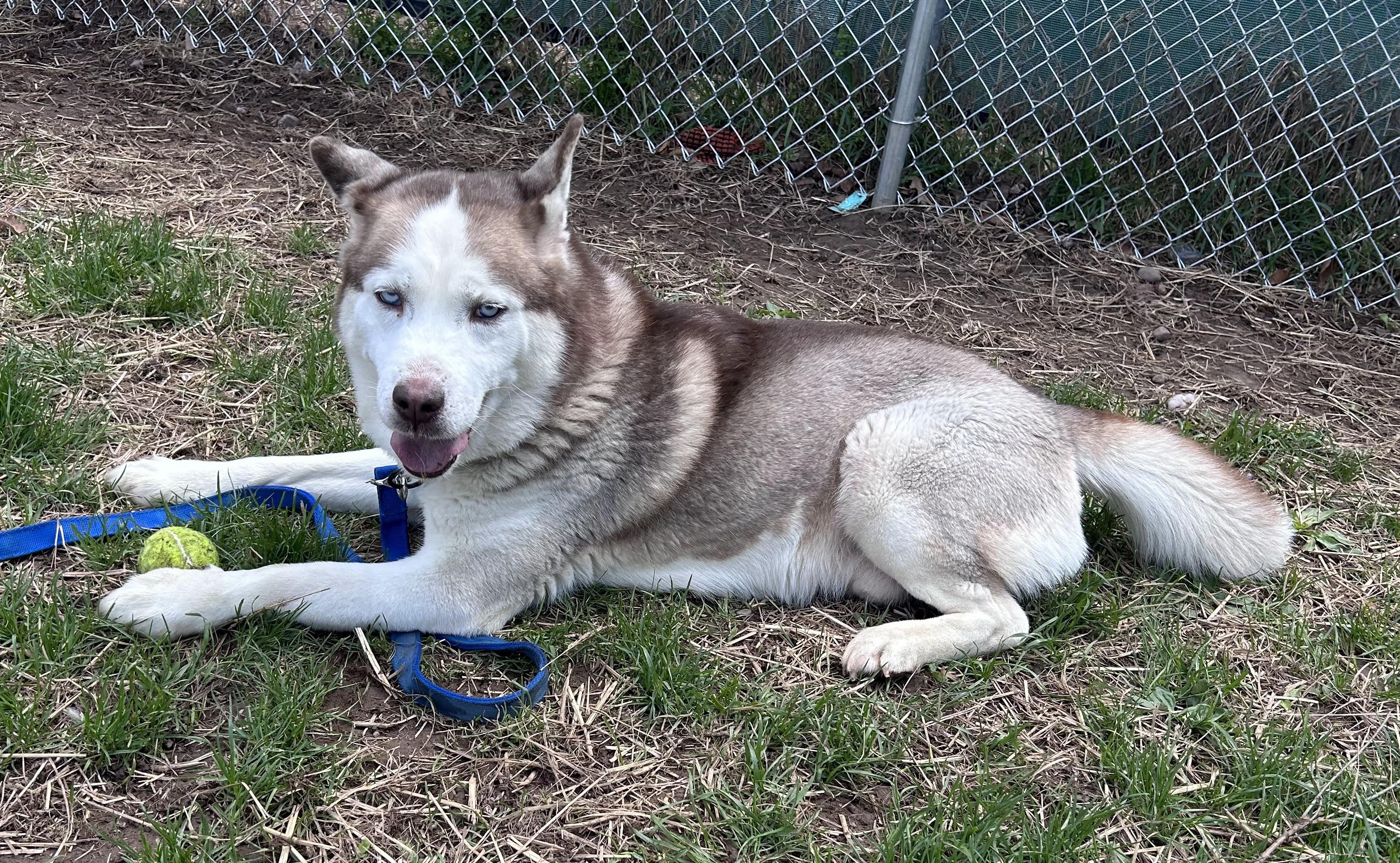 Nordic, an adopted Siberian Husky in Syracuse, NY image 2/2
