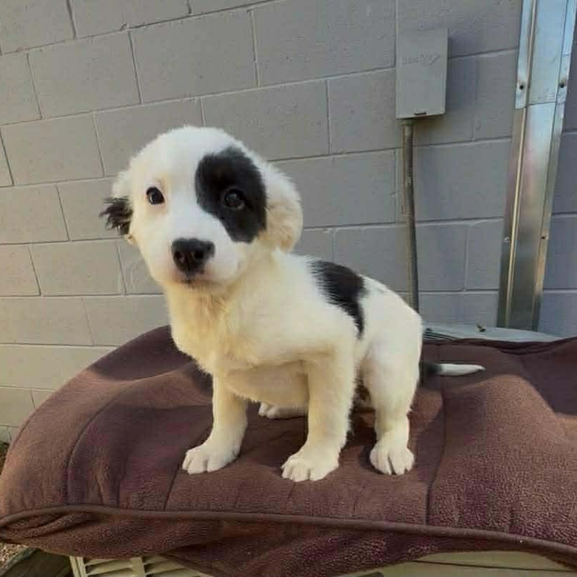 Dorothy, ADOPTABLE, Puppy Female Australian Shepherd.