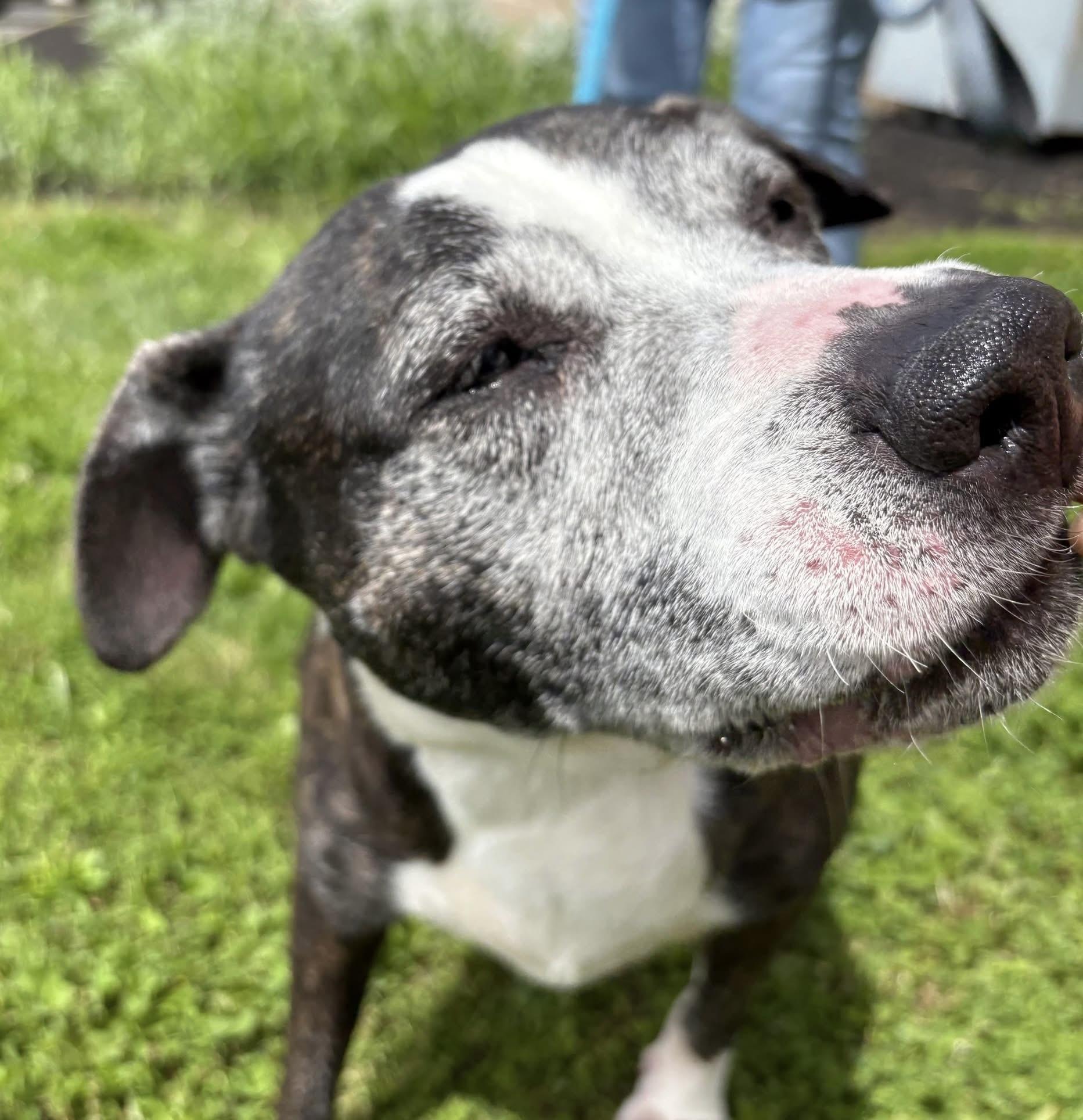 Hope, a Adoptable American Staffordshire Terrier in Milford, OH image 2/4