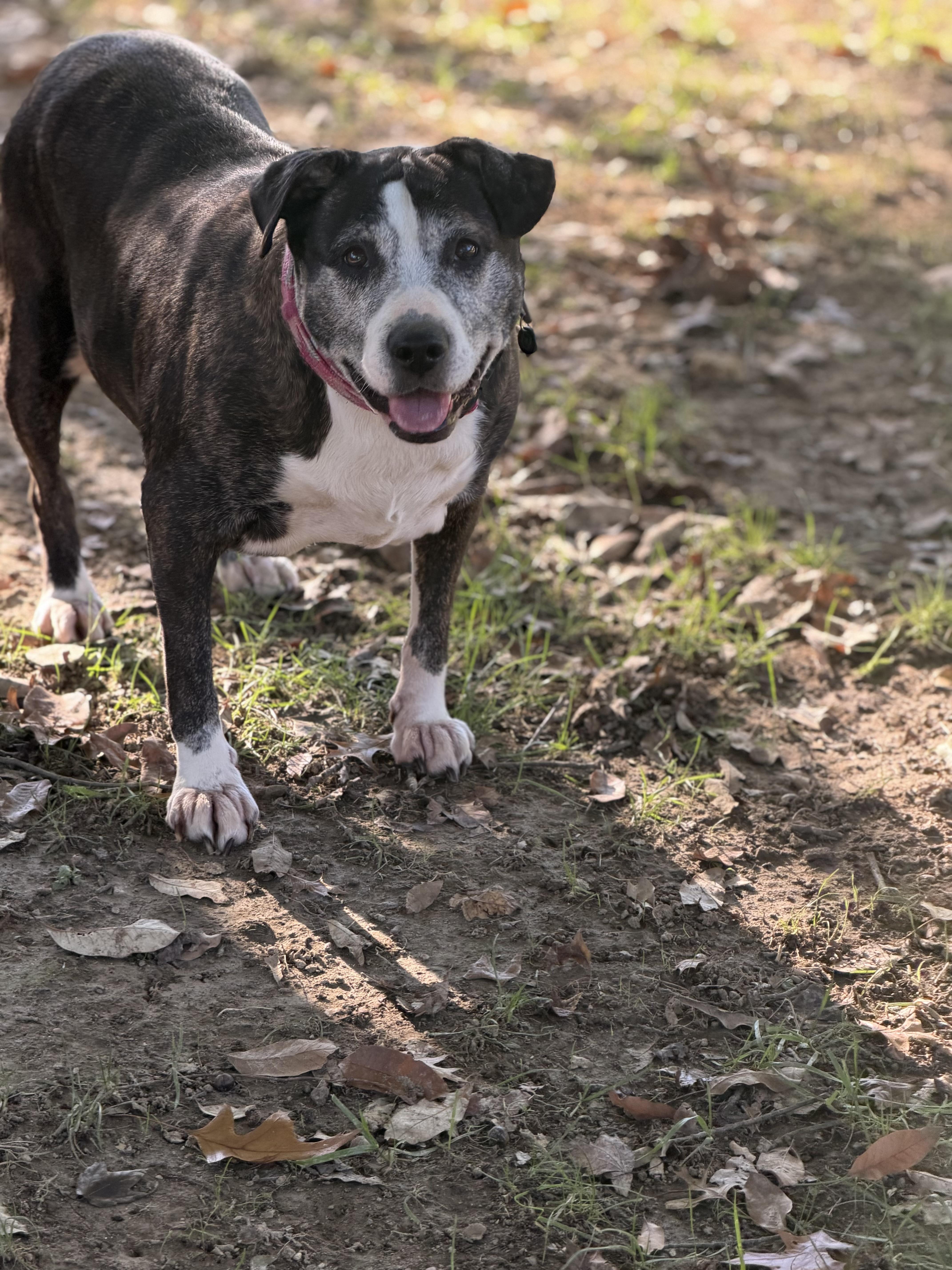 Hope, a Adoptable American Staffordshire Terrier in Milford, OH image 3/4