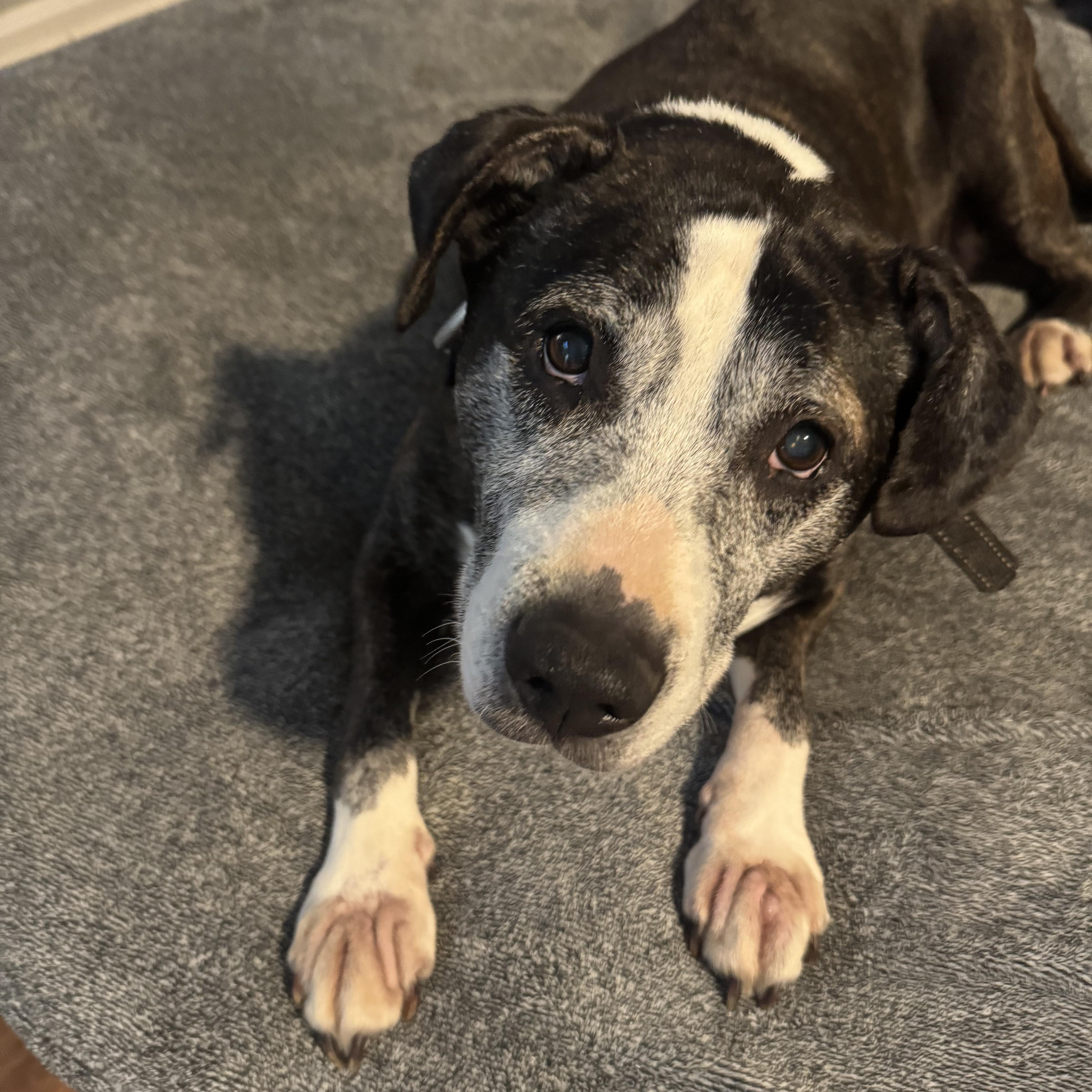 Hope, a Adoptable American Staffordshire Terrier in Milford, OH image 4/4