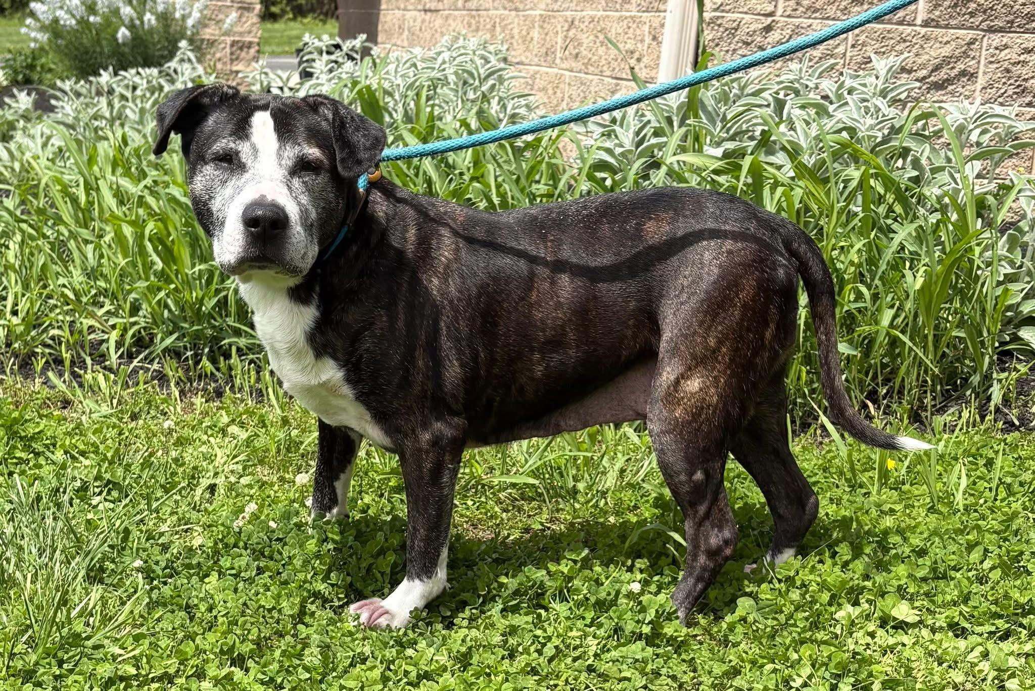 Hope, Adoptable, Senior Female American Staffordshire Terrier.