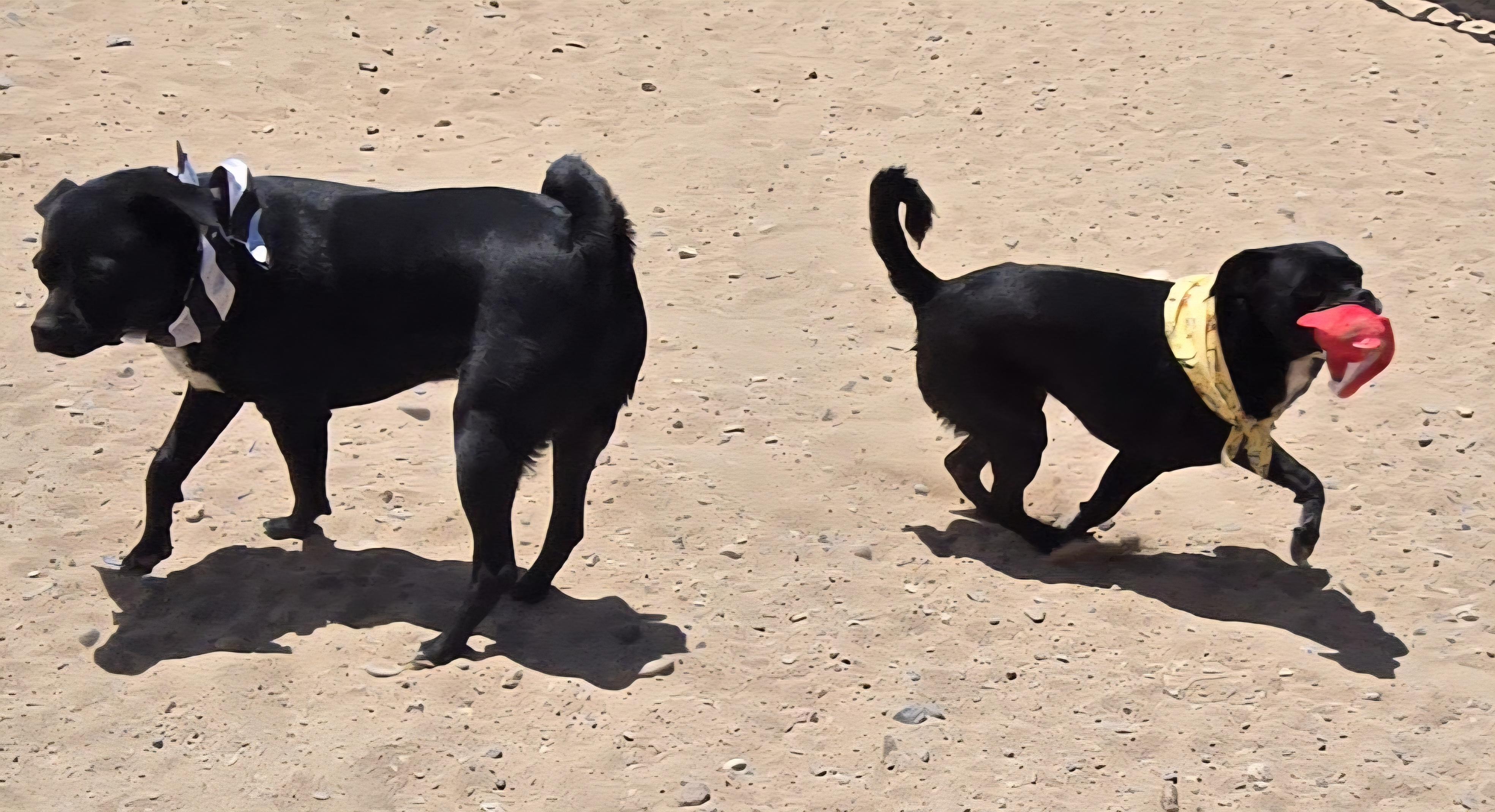 **MARCOS & MILLY (Bonded Pair) *Please read bio below, a Adoptable mixed breed in Peralta, NM image 3/6