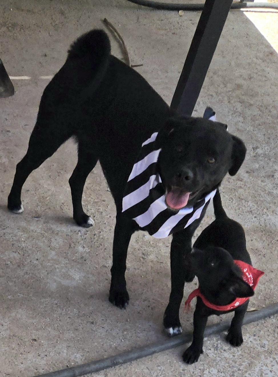 **MARCOS & MILLY (Bonded Pair) *Please read bio below, a Adoptable mixed breed in Peralta, NM image 2/6