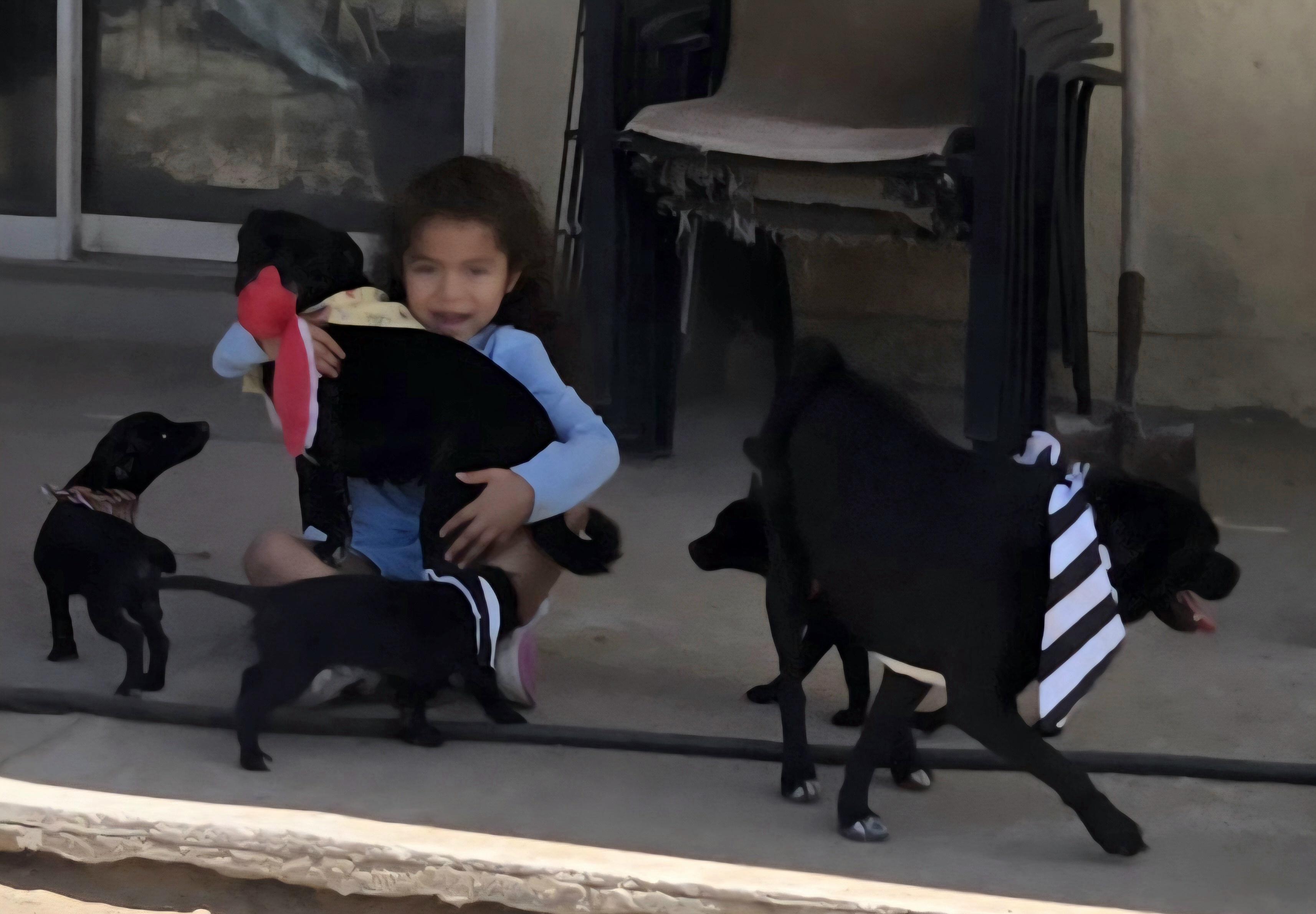 **MARCOS & MILLY (Bonded Pair) *Please read bio below, a Adoptable mixed breed in Peralta, NM image 1/6