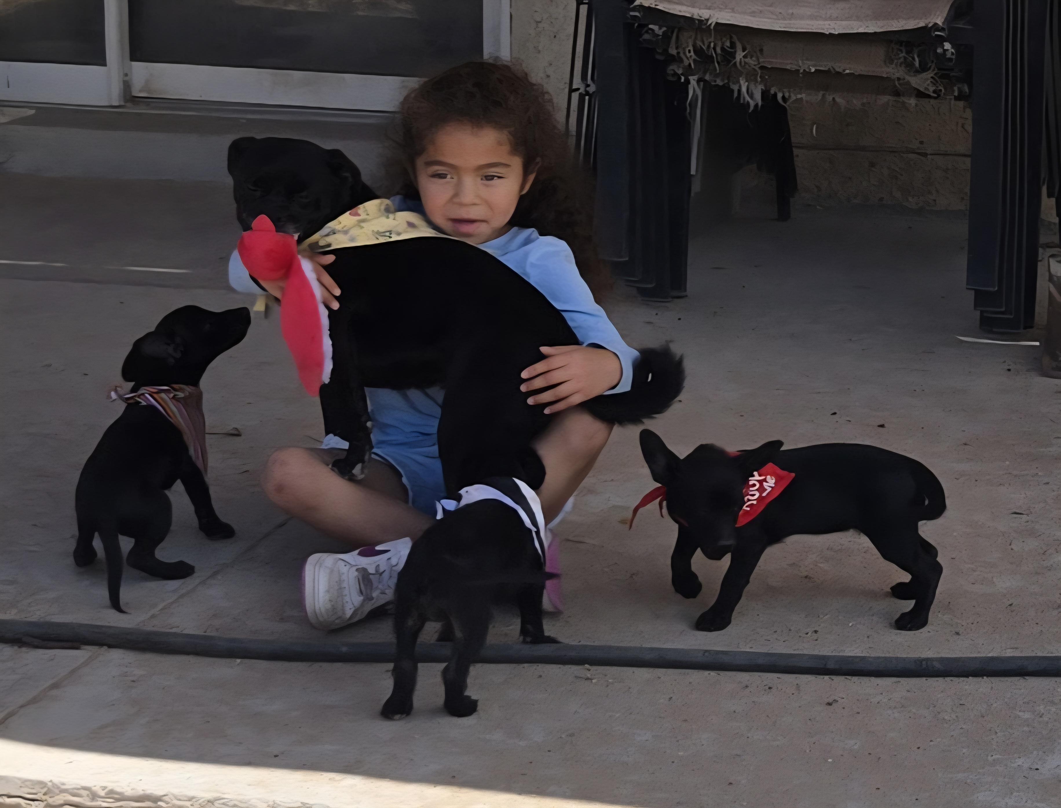 **MARCOS & MILLY (Bonded Pair) *Please read bio below, a Adoptable mixed breed in Peralta, NM image 4/6