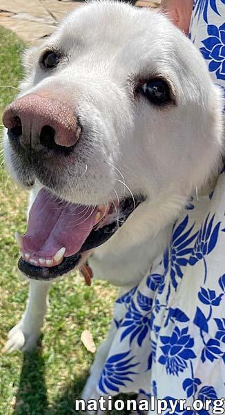 Harrison in OK - Loves Cuddles & Treats!