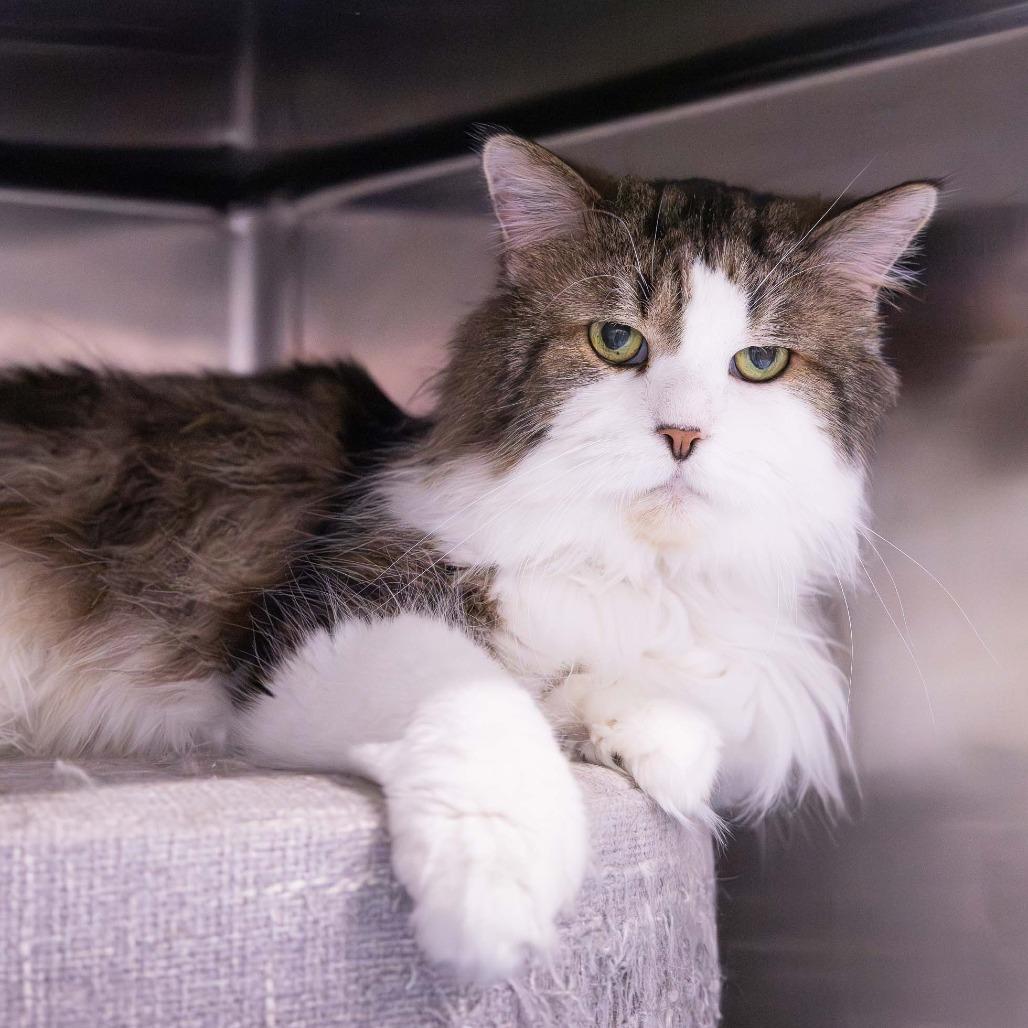 Fluffers, Adoptable, Adult Male Domestic Long Hair.