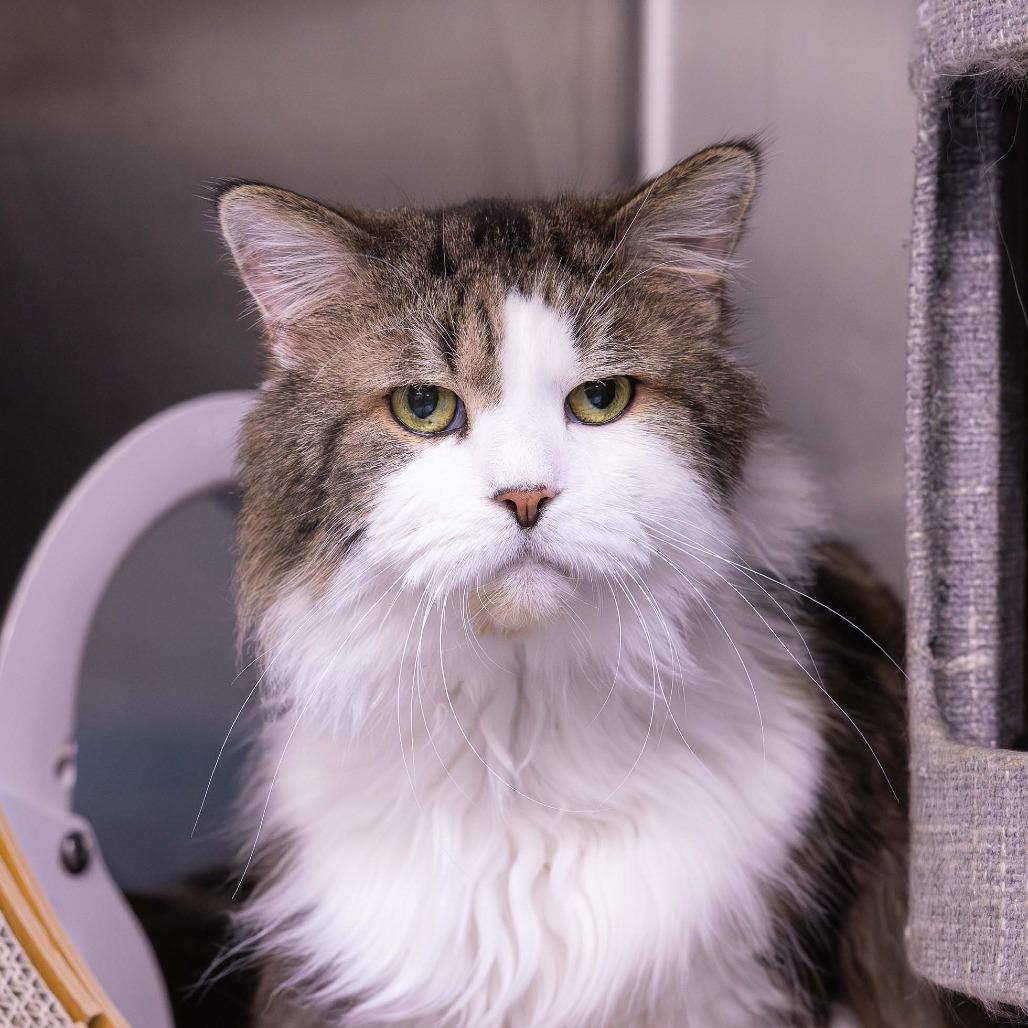Enlarge Fluffers, a Adoptable Domestic Long Hair in Mentor, OH image 2/3