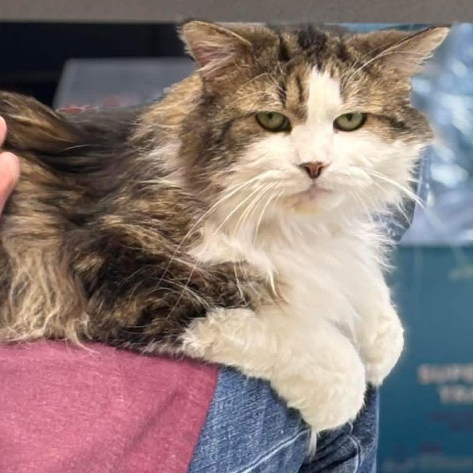 Enlarge Fluffers, a Adoptable Domestic Long Hair in Mentor, OH image 3/3