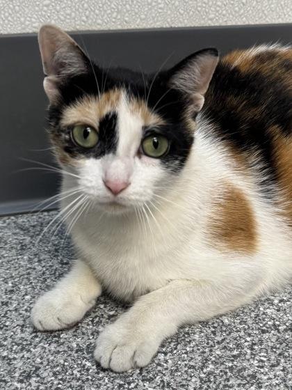 Derby, a Adoptable mixed breed in Tinley Park, IL image 2/2