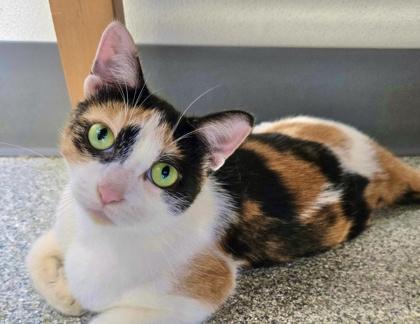 Enlarge Derby, a Adoptable mixed breed in Tinley Park, IL image 1/3