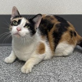 Derby, a Adoptable mixed breed in Tinley Park, IL image 1/2