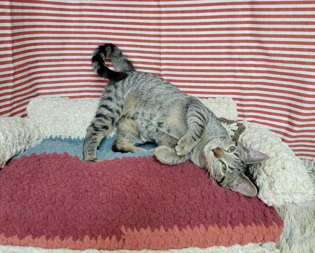 Bertha, Adoptable, Young Female Domestic Short Hair.