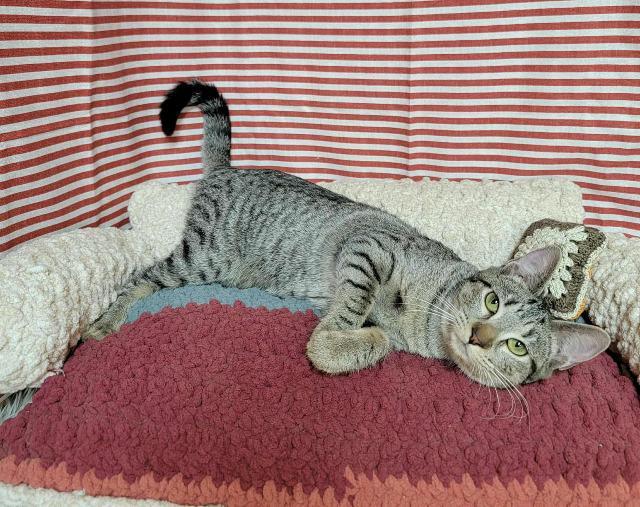 Bertha, a Adoptable mixed breed in Pawtucket, RI image 2/4