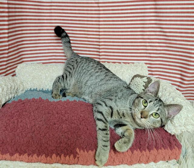 Bertha, a Adoptable mixed breed in Pawtucket, RI image 3/4