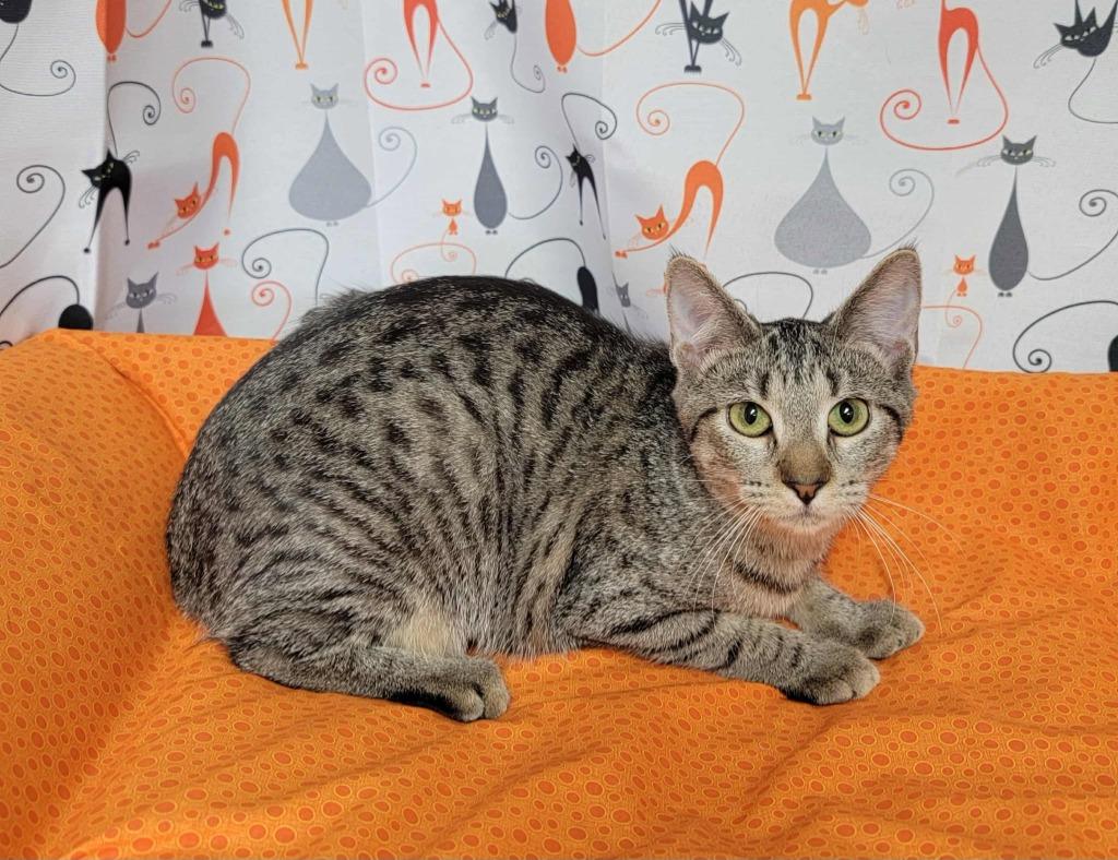 Bertha, a Adoptable mixed breed in Pawtucket, RI image 4/4