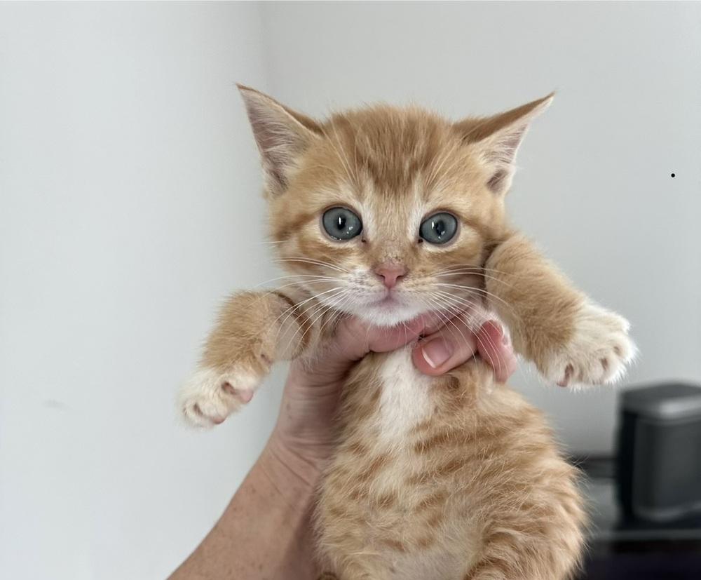 Cady Heron (Mean Girls (the movie) Litter), Adopted, Kitten Female Domestic Short Hair.