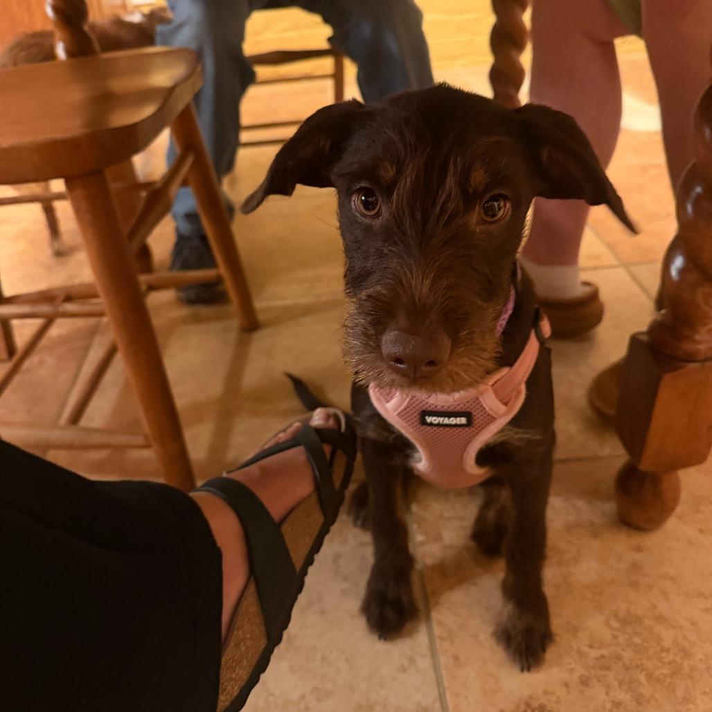 Buttercup D71426, Adoptable, Puppy Female Dachshund & Terrier.