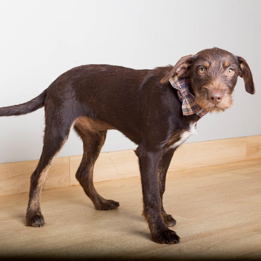 Enlarge Buttercup D71426, a Adoptable mixed breed in Minnetonka, MN image 2/6