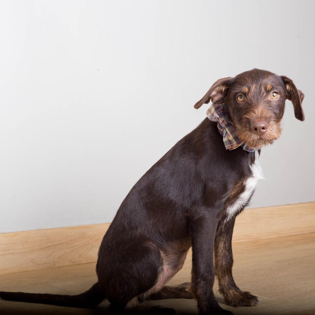 Enlarge Buttercup D71426, a Adoptable mixed breed in Minnetonka, MN image 4/6