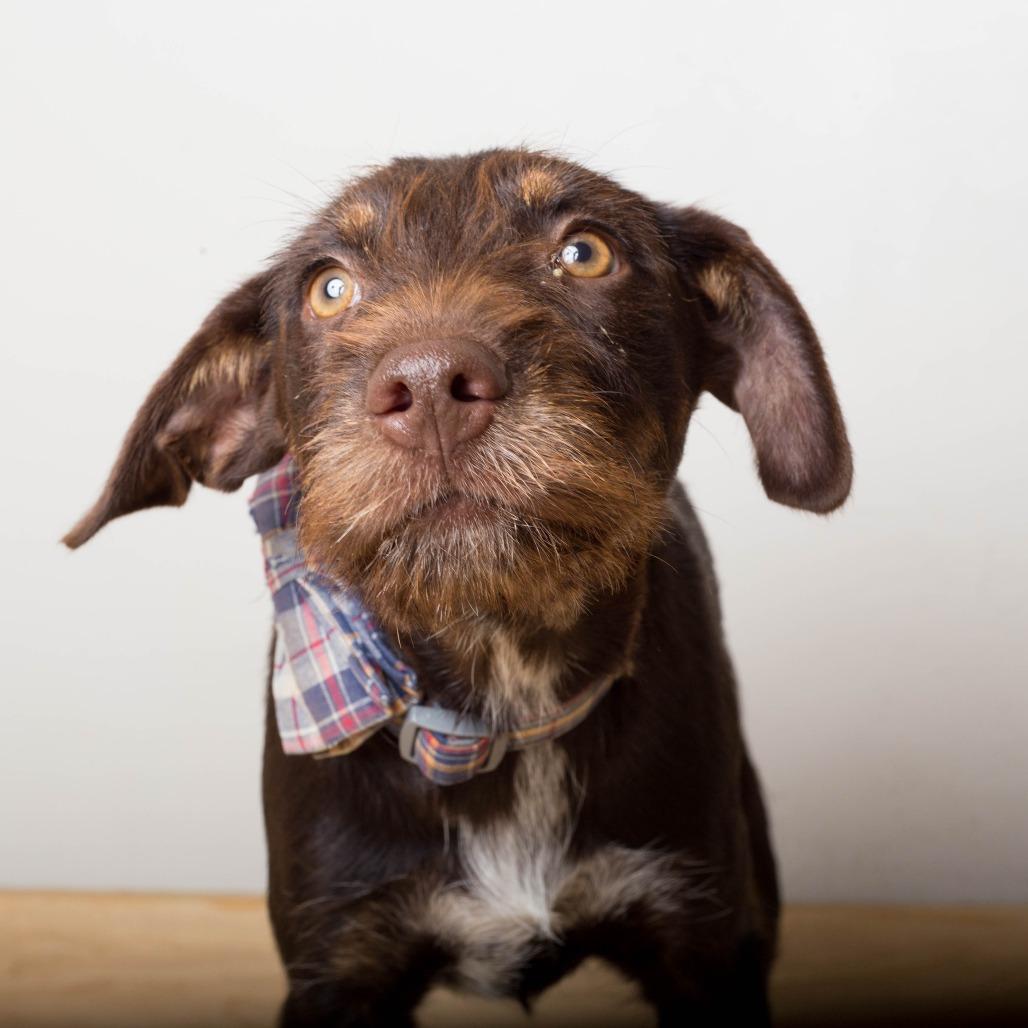 Enlarge Buttercup D71426, a Adoptable mixed breed in Minnetonka, MN image 5/6