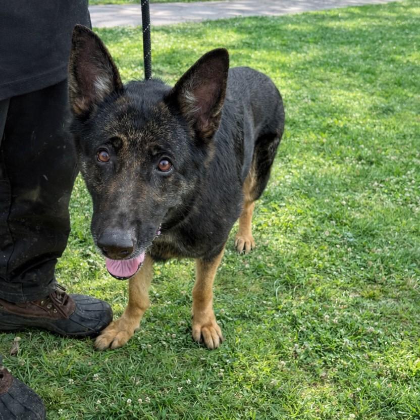 Enlarge Kirsten, an adopted German Shepherd Dog in Jersey city, NJ image 1/1