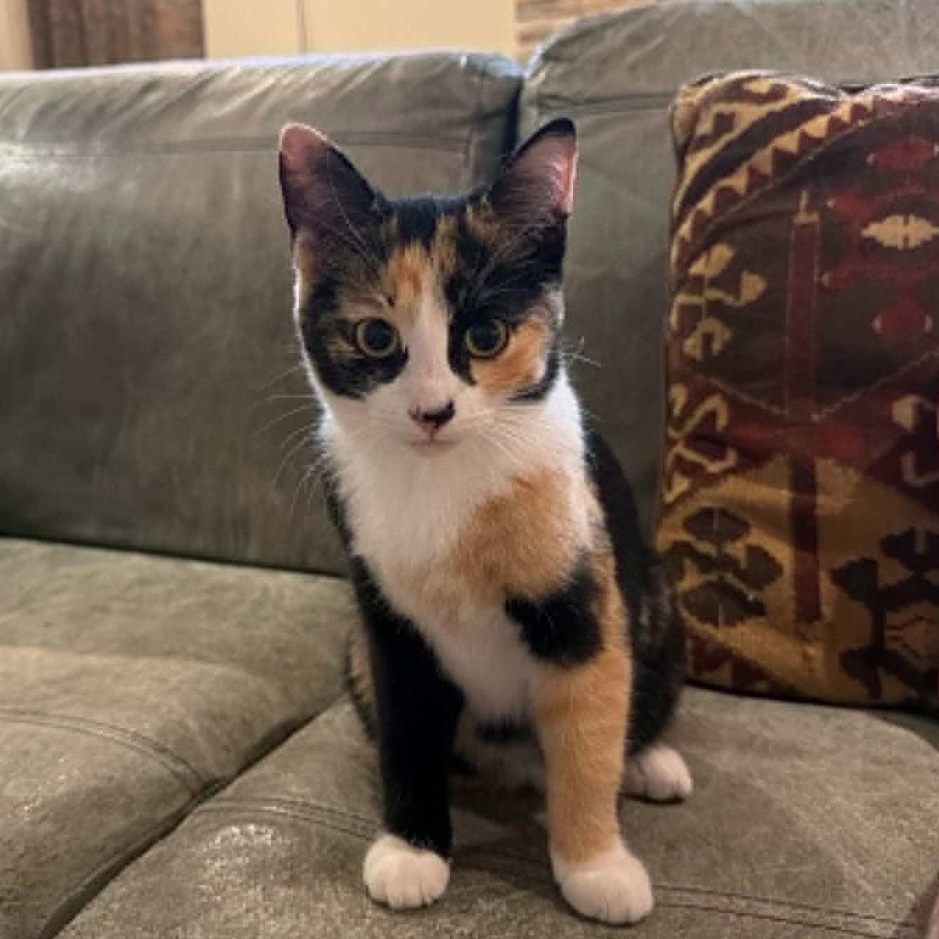 Coral, an adopted Domestic Short Hair in Wakefield, QC image 1/2