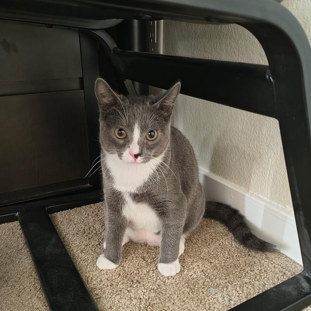 Enlarge Pippi, an adoption pending Domestic Short Hair in Davis, CA image 2/6