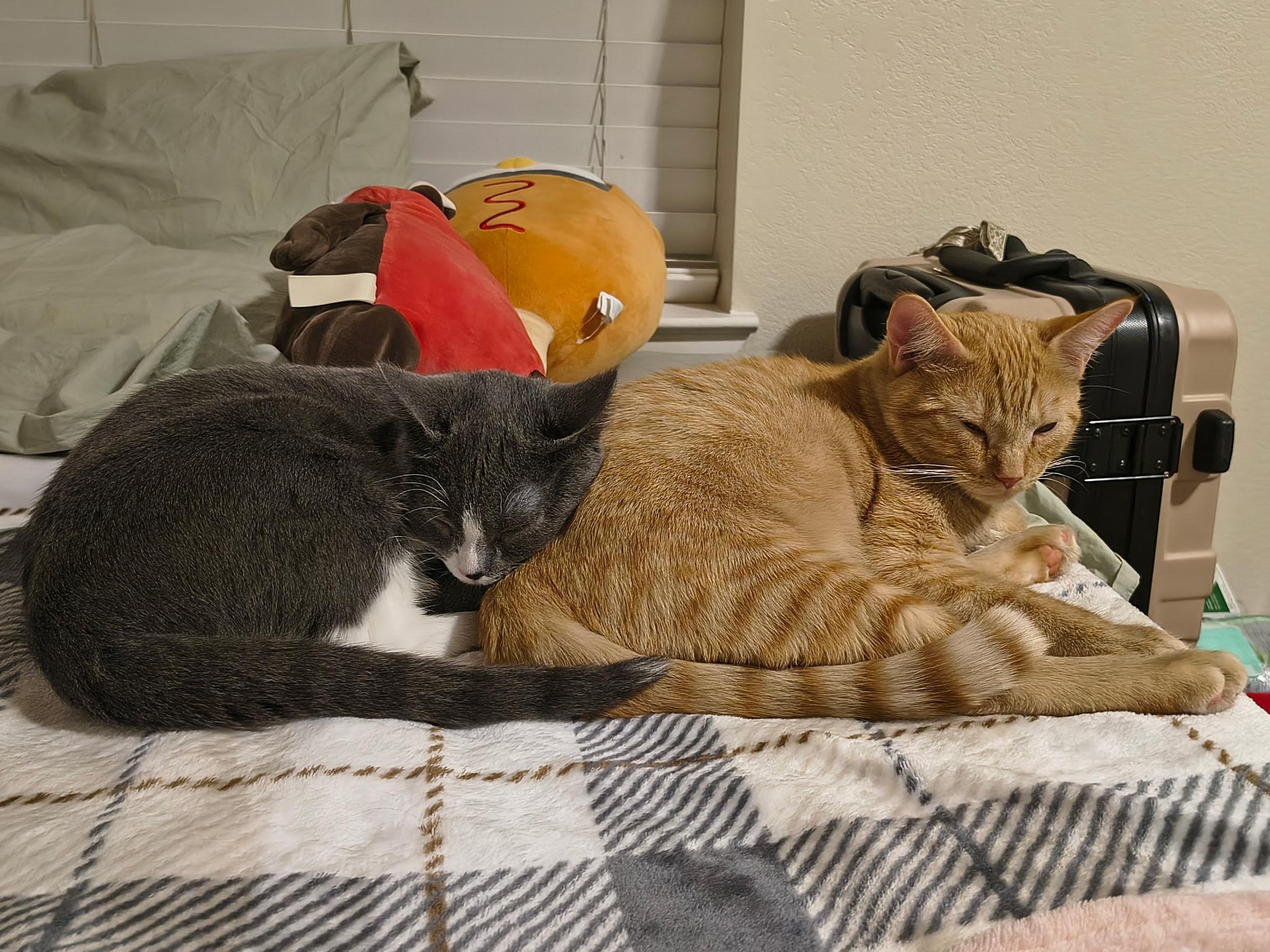 Enlarge Pippi, an adoption pending Domestic Short Hair in Davis, CA image 5/6