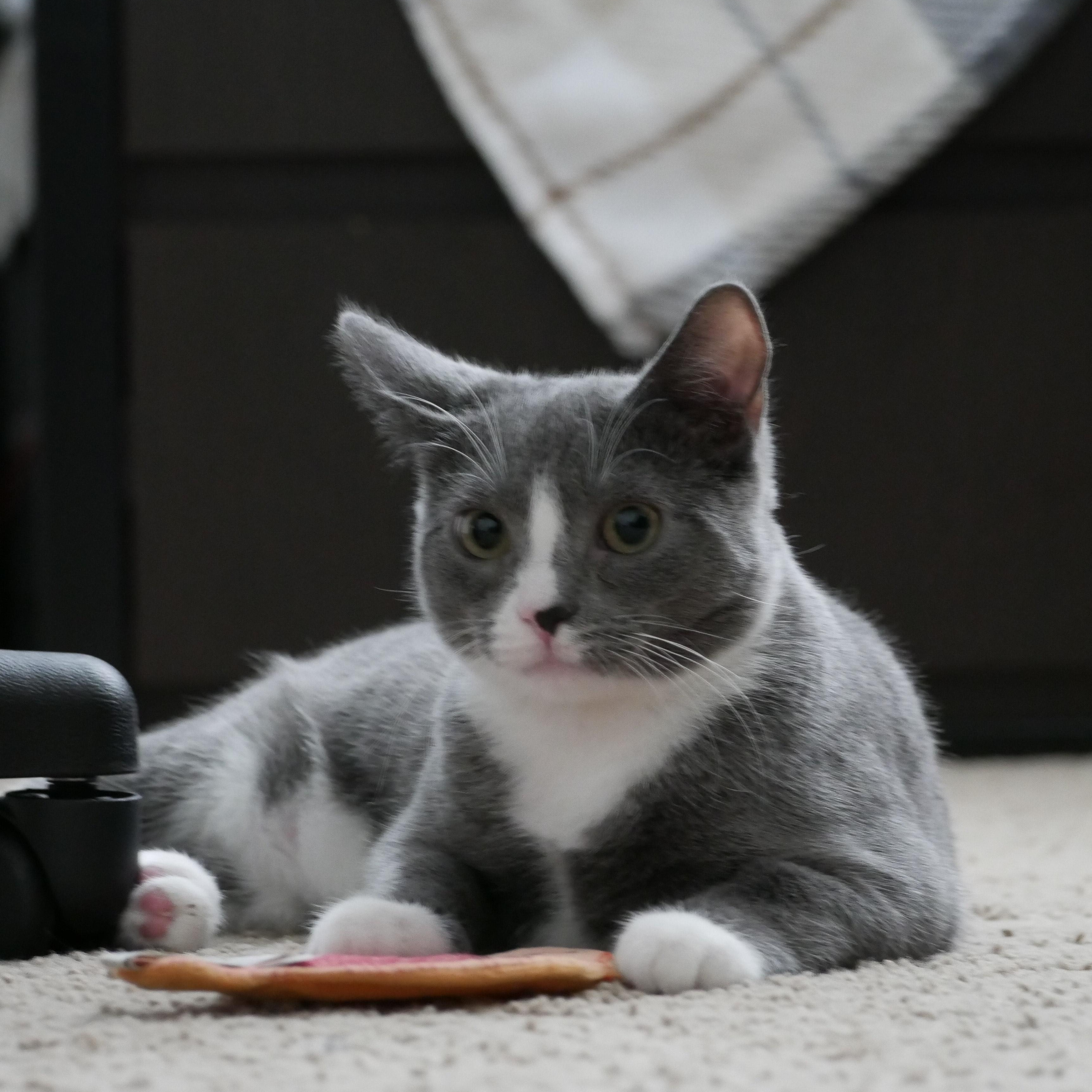 Pippi, adoptable, Kitten Female Domestic Short Hair.