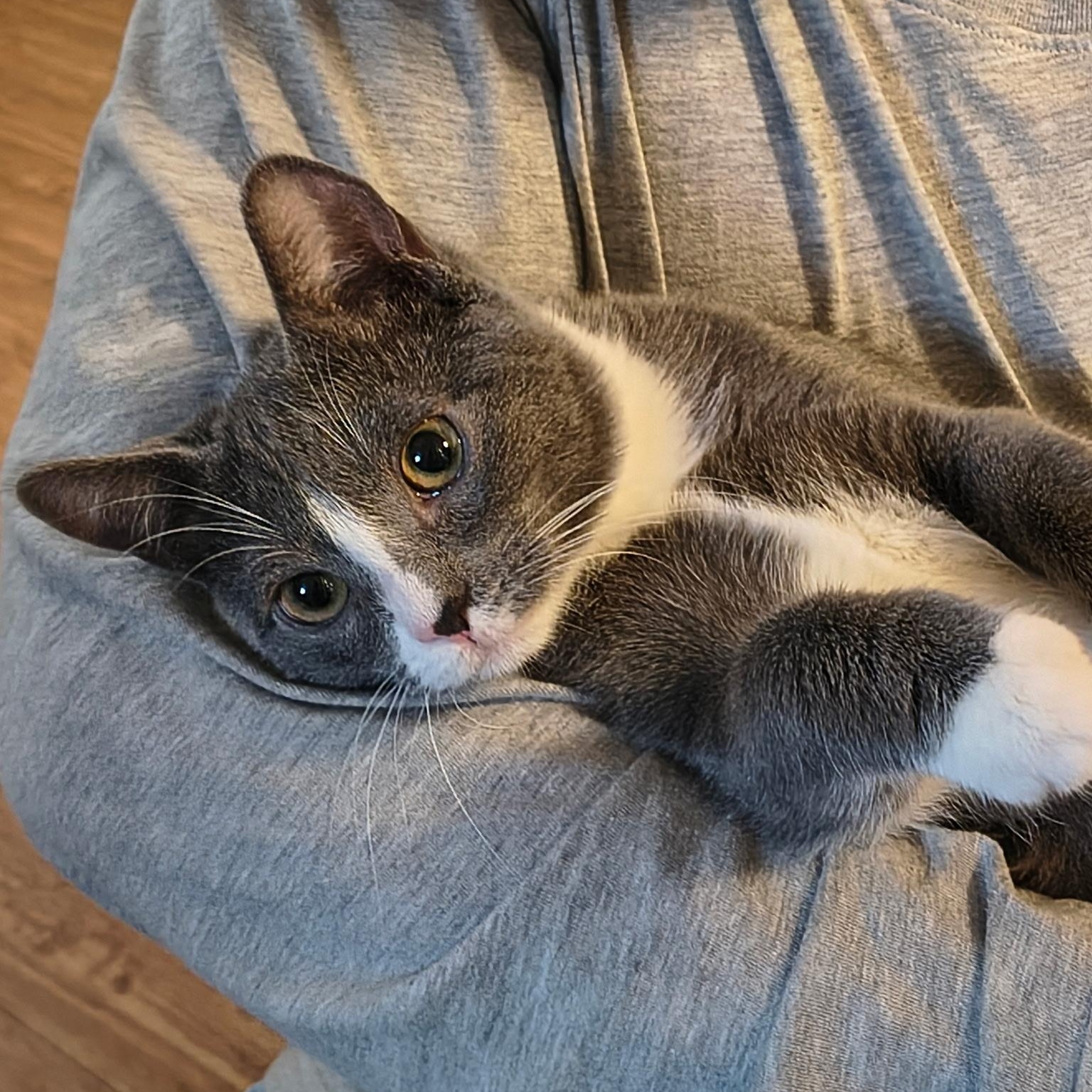 Enlarge Pippi, an adoption pending Domestic Short Hair in Davis, CA image 1/6