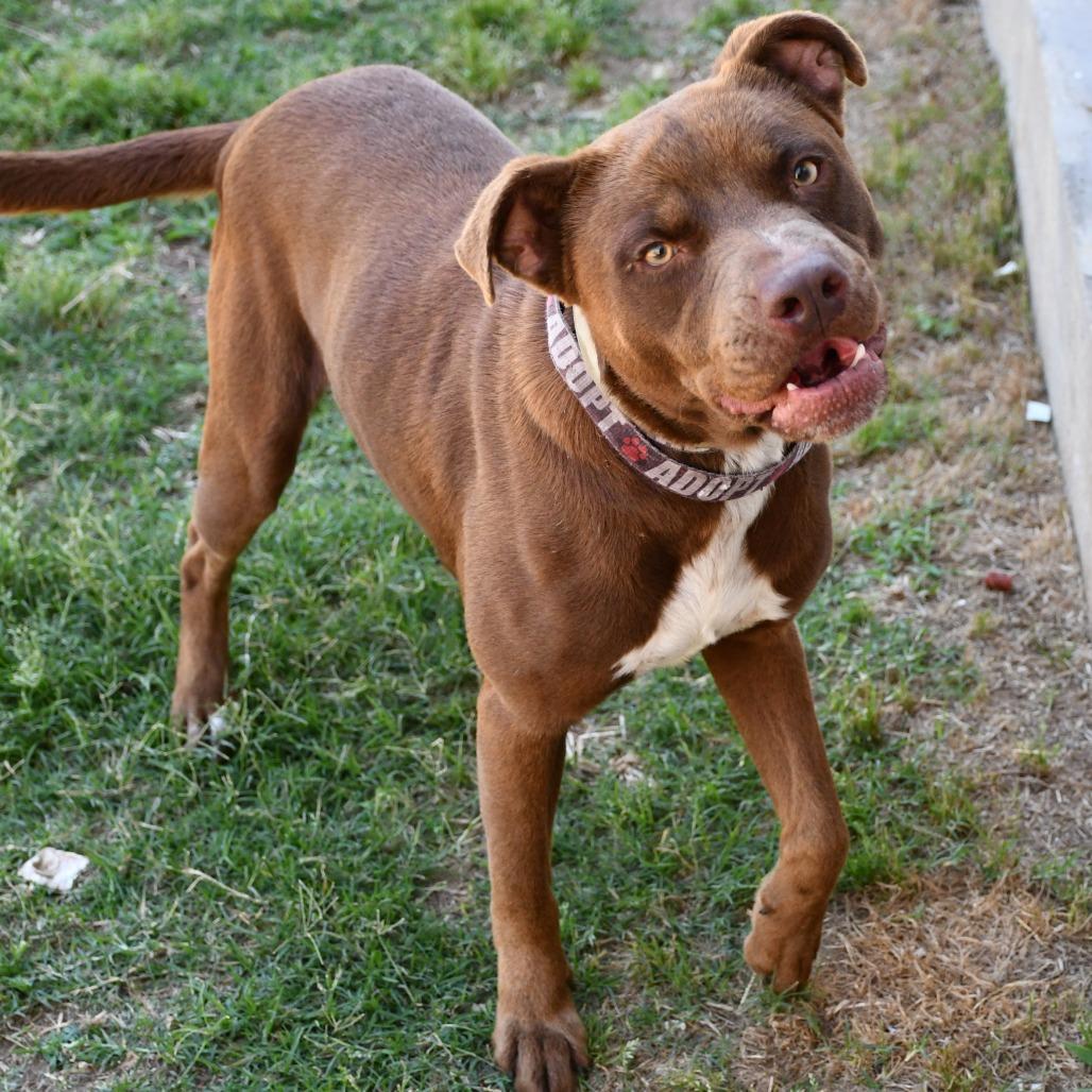 Enlarge Helix, a Adoptable Pit Bull Terrier in Beaumont, TX image 1/6
