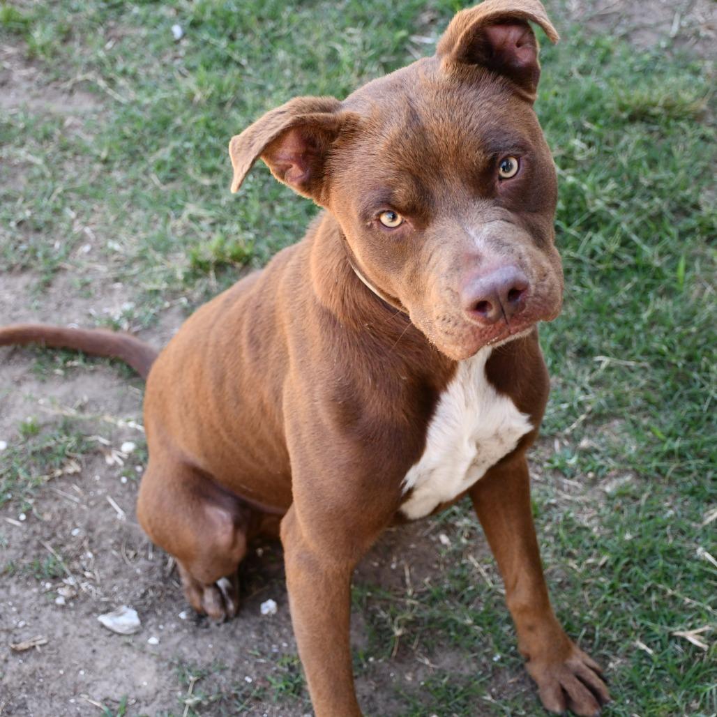 Enlarge Helix, a Adoptable Pit Bull Terrier in Beaumont, TX image 2/6