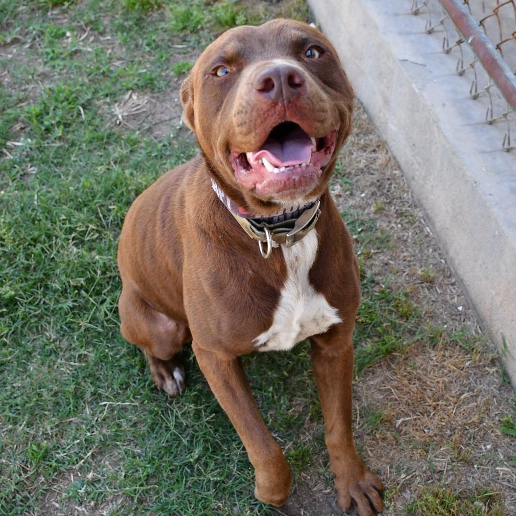 Enlarge Helix, a Adoptable Pit Bull Terrier in Beaumont, TX image 3/6