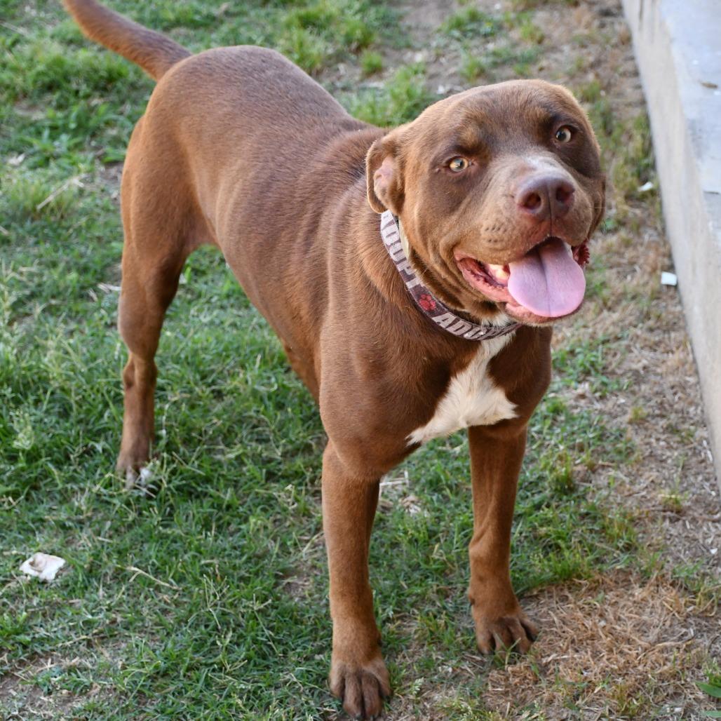 Enlarge Helix, a Adoptable Pit Bull Terrier in Beaumont, TX image 4/6