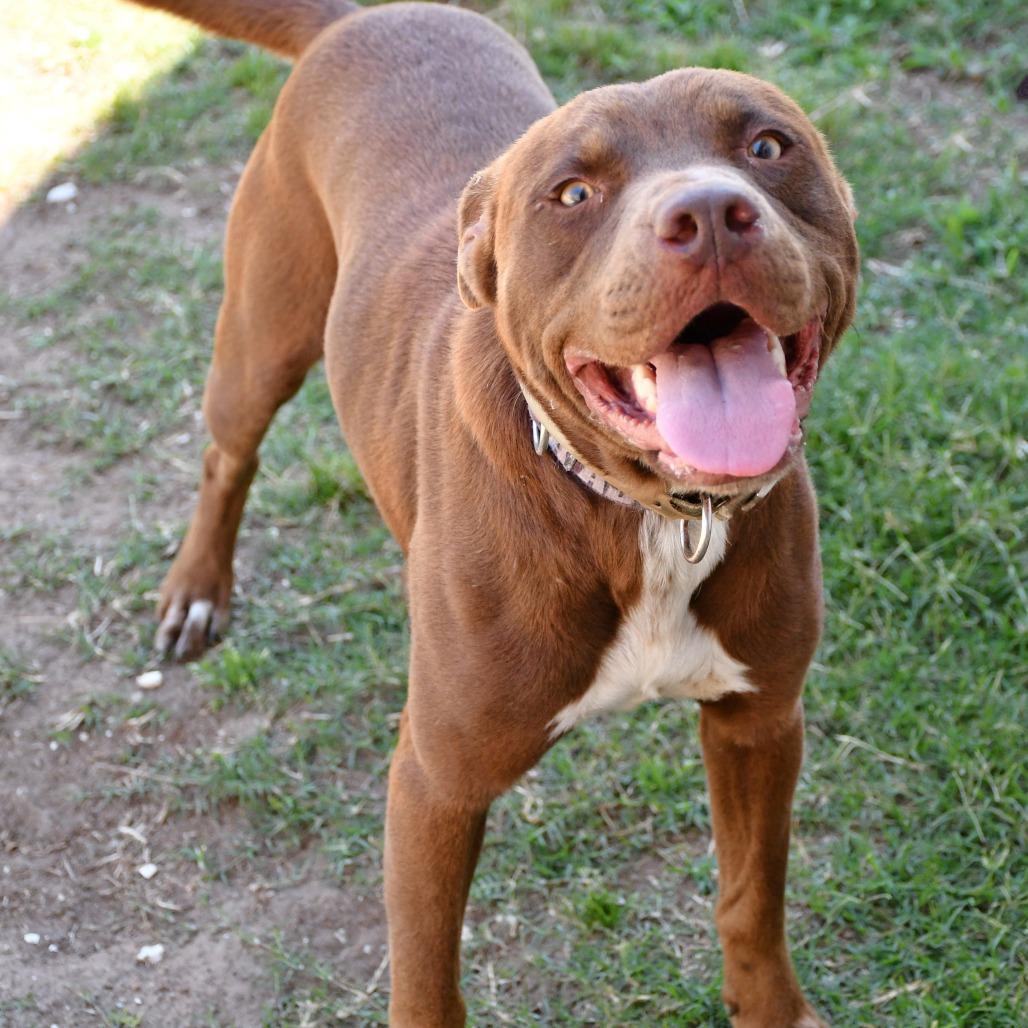 Enlarge Helix, a Adoptable Pit Bull Terrier in Beaumont, TX image 5/6