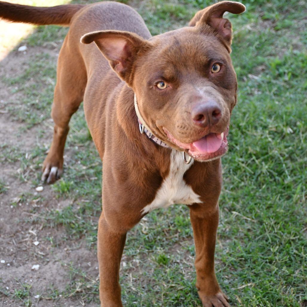 Enlarge Helix, a Adoptable Pit Bull Terrier in Beaumont, TX image 6/6