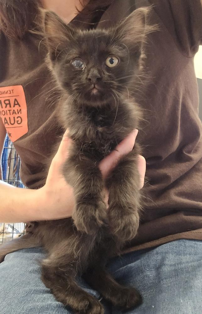 Enlarge Big Mac, a Adopted Domestic Long Hair in Dickson, TN image 1/1
