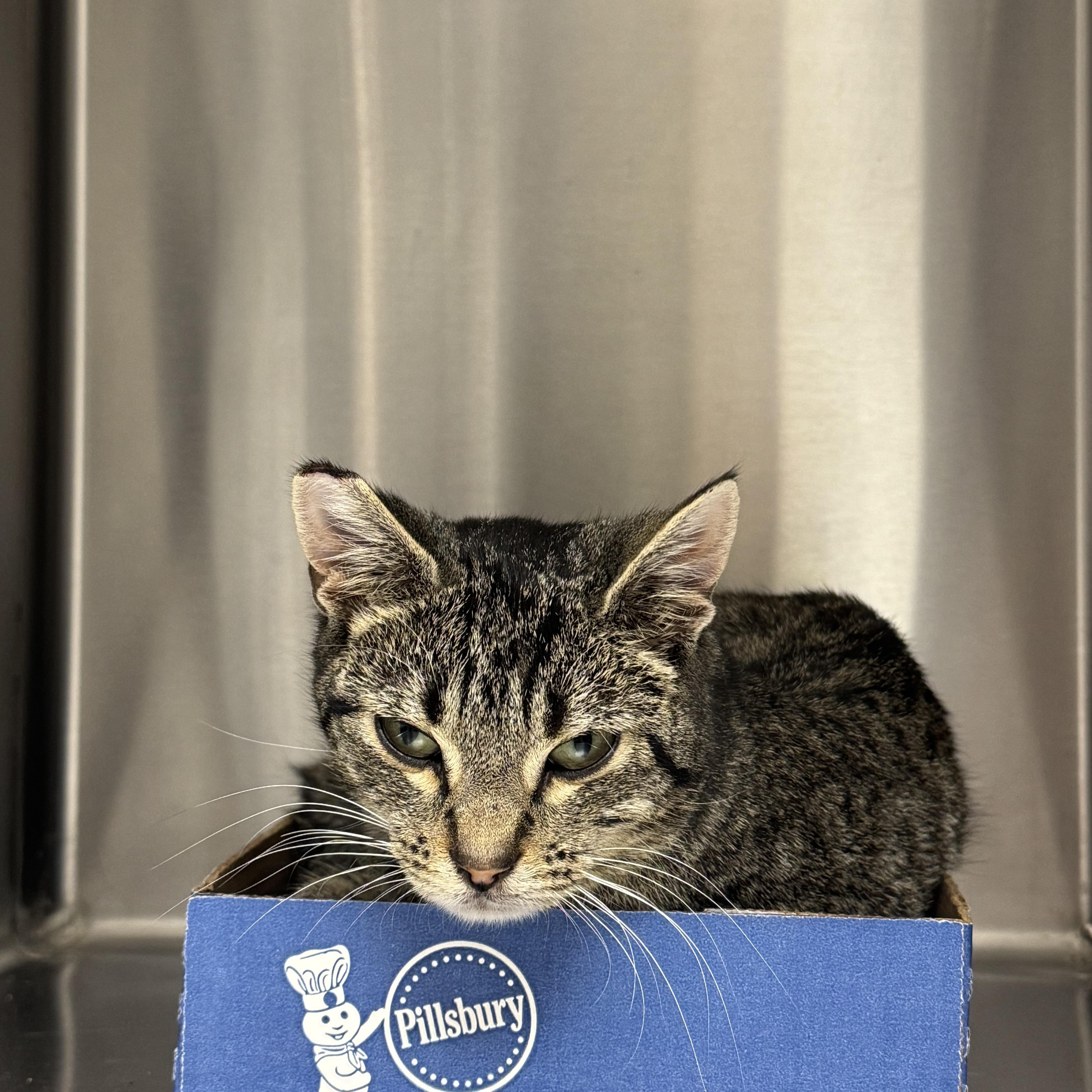 Ember, adopted, Young Female Tabby.