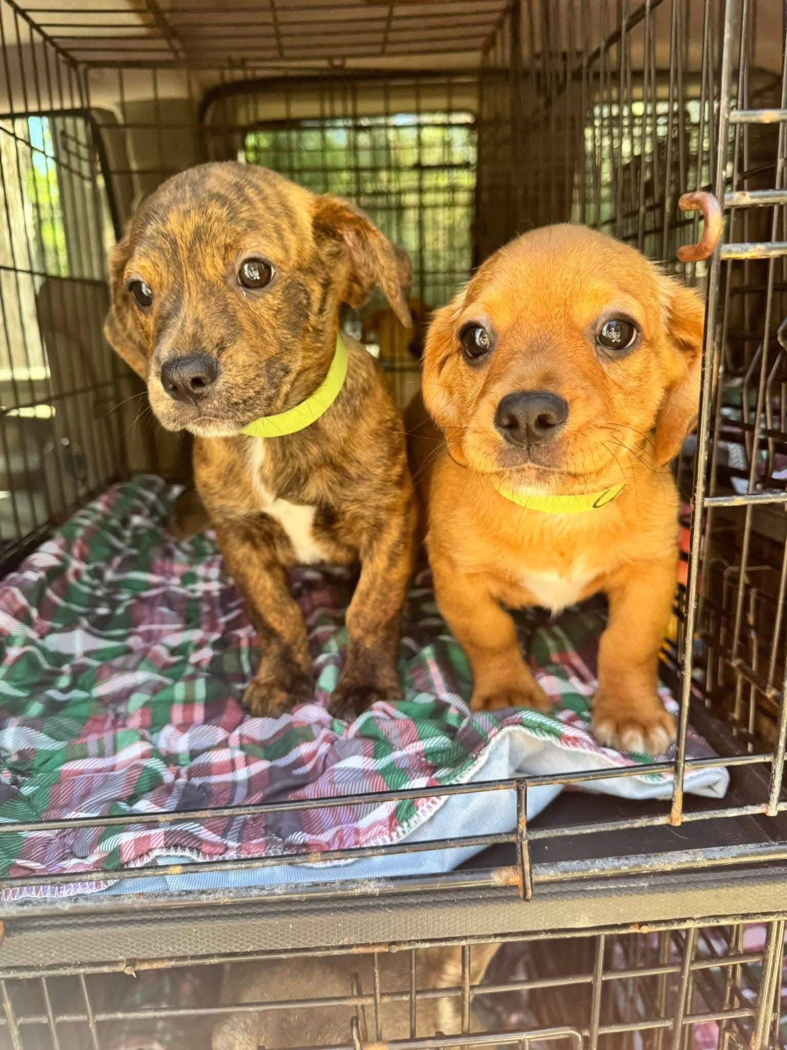 Enlarge Mocha, a Adoptable mixed breed in New London, WI image 2/2