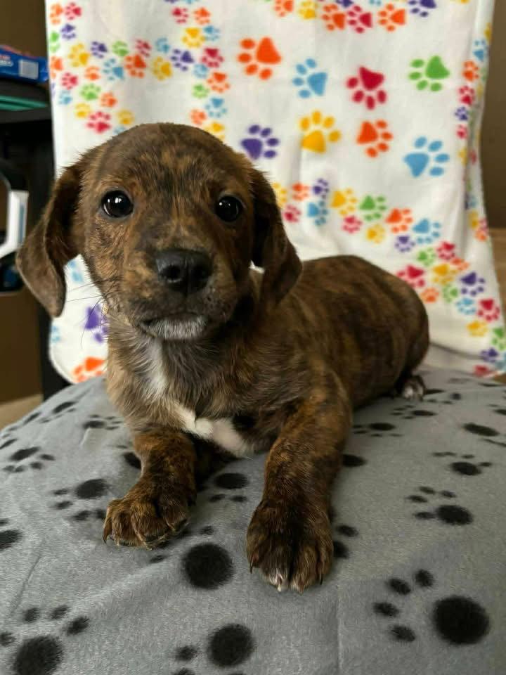Mocha, Adoptable, Puppy Male Terrier & Dachshund.