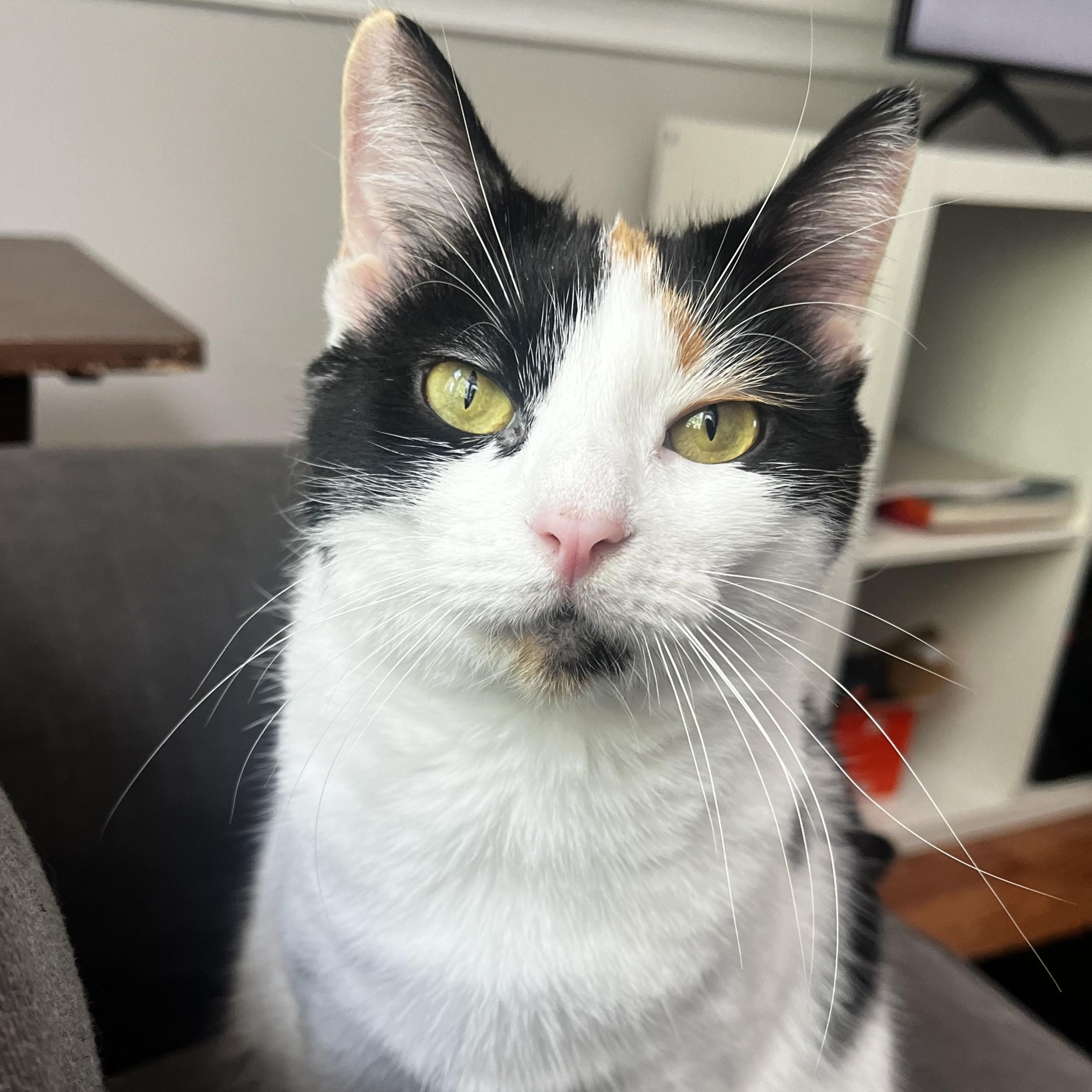 Rona (Courtesy Post), a Adoptable Domestic Short Hair in Lemoyne, PA image 2/5