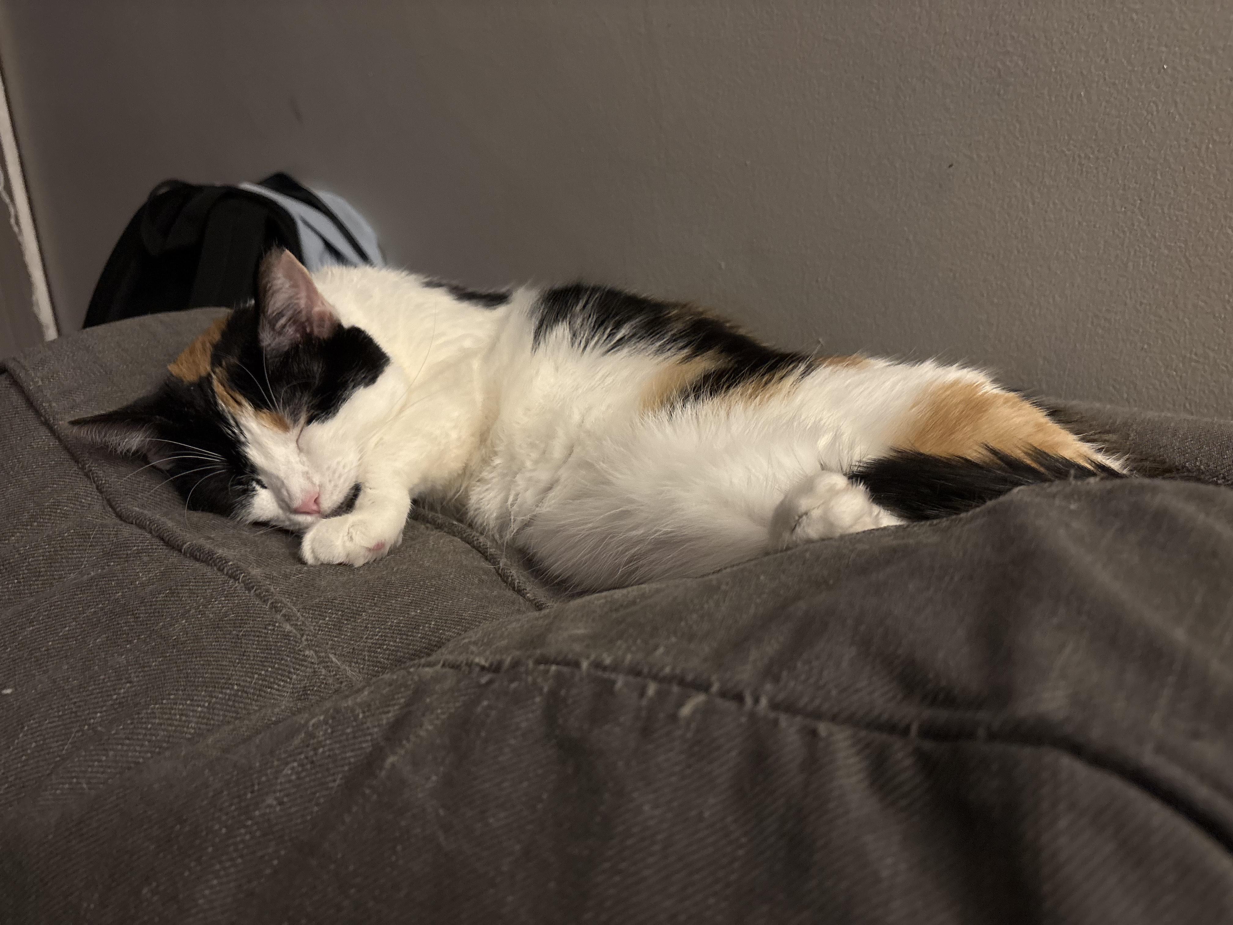 Rona (Courtesy Post), a Adoptable Domestic Short Hair in Lemoyne, PA image 4/5