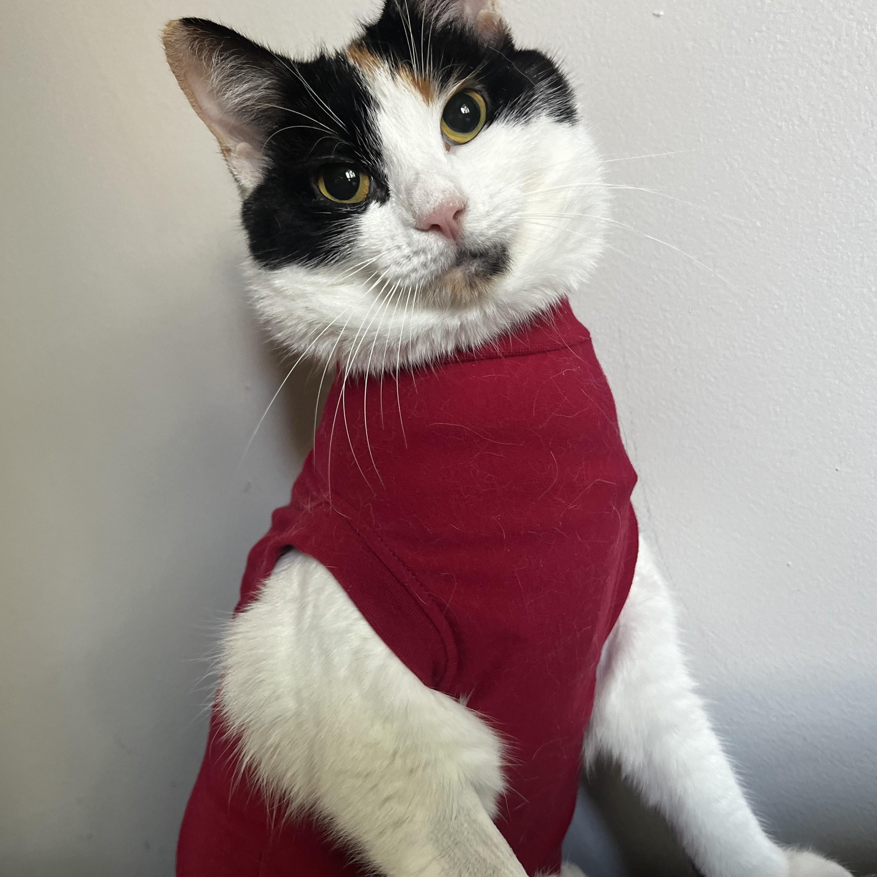 Rona (Courtesy Post), a Adoptable Domestic Short Hair in Lemoyne, PA image 3/5