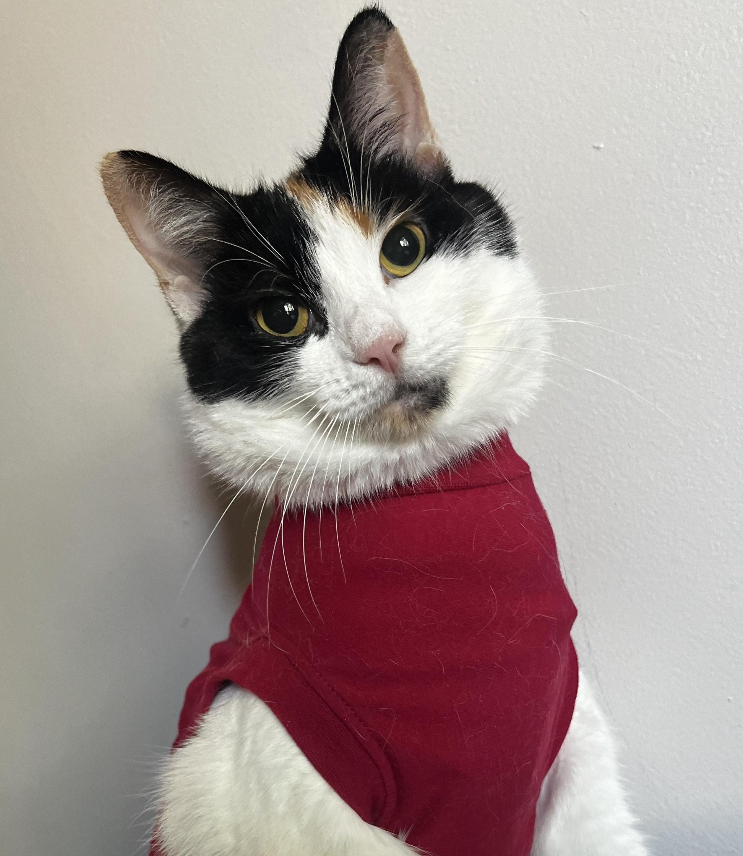 Rona (Courtesy Post), a Adoptable Domestic Short Hair in Lemoyne, PA image 1/5