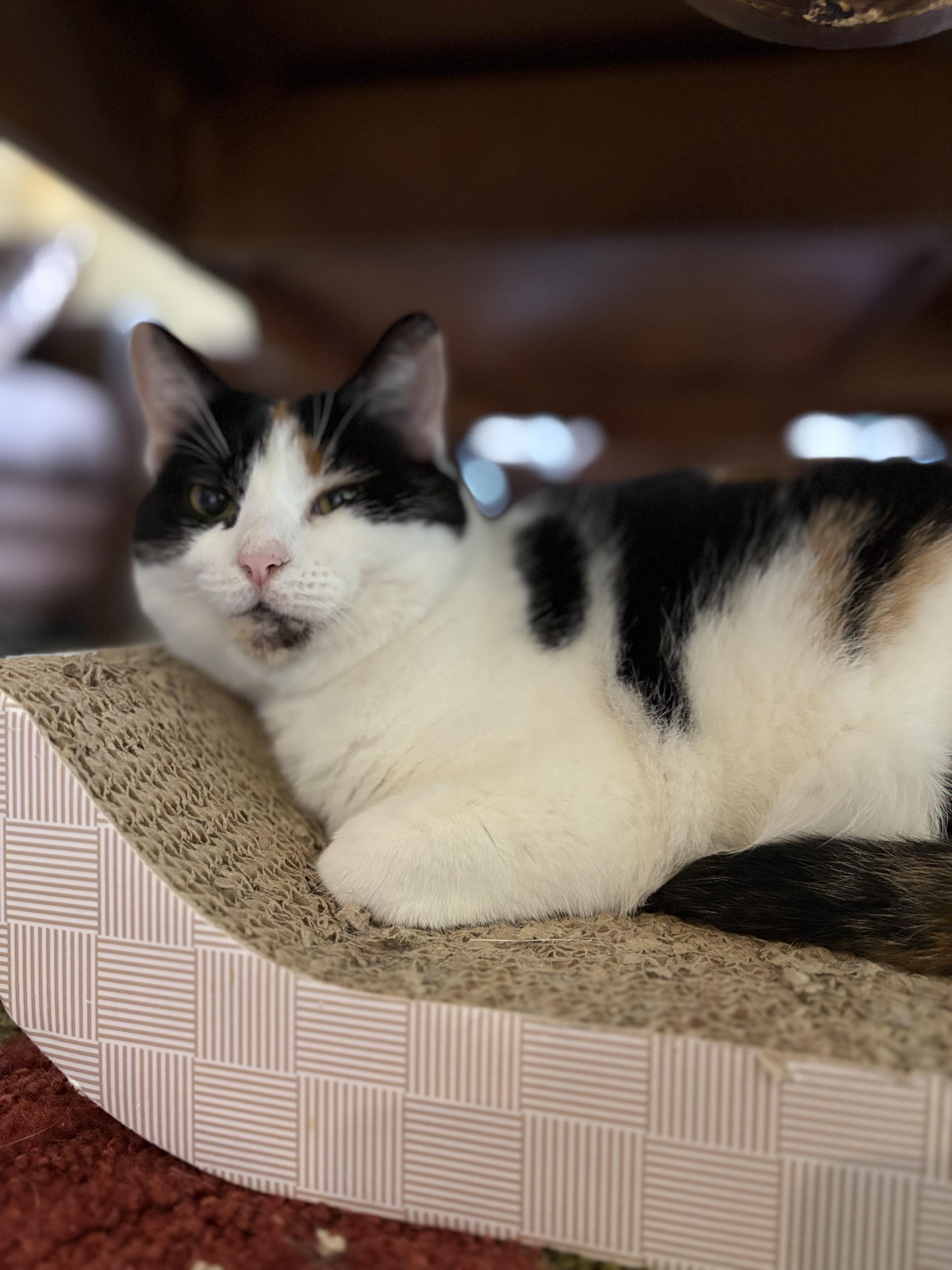 Rona (Courtesy Post), a Adoptable Domestic Short Hair in Lemoyne, PA image 5/5